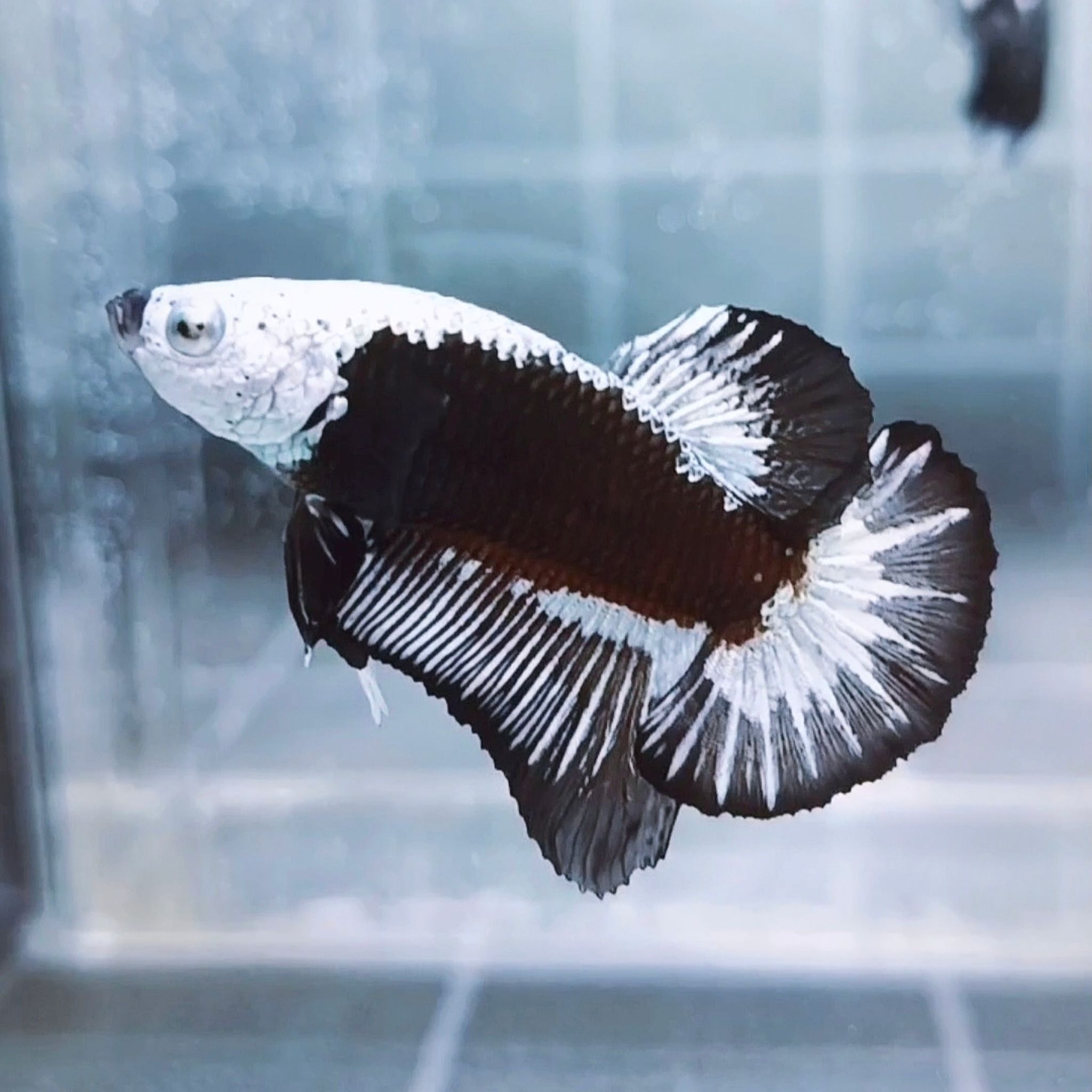 Black Samurai Headgear HMPK Betta (Male)