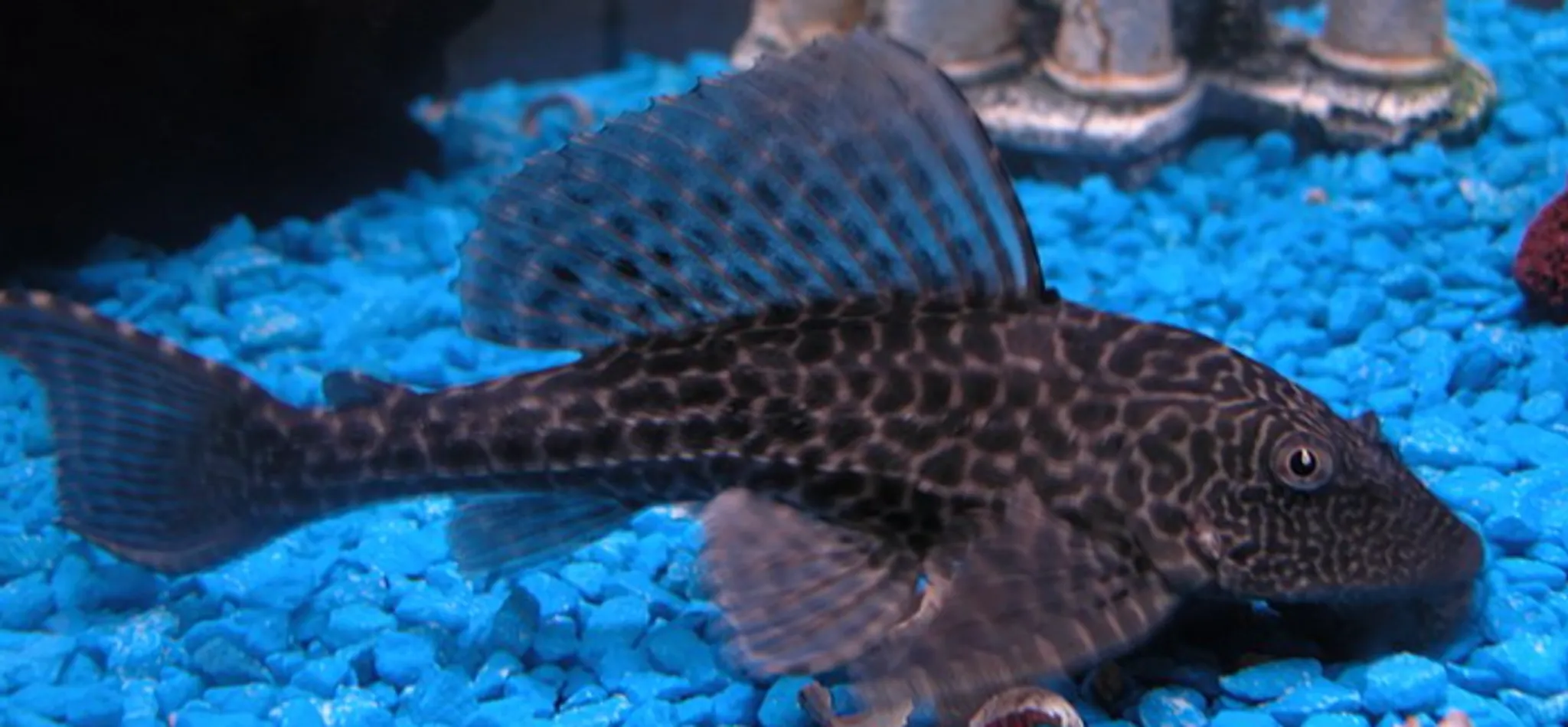 Black Sucker Fish