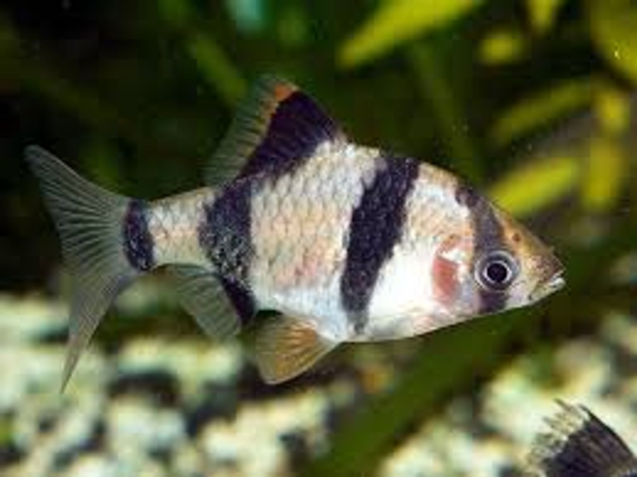 Black Tiger Barb