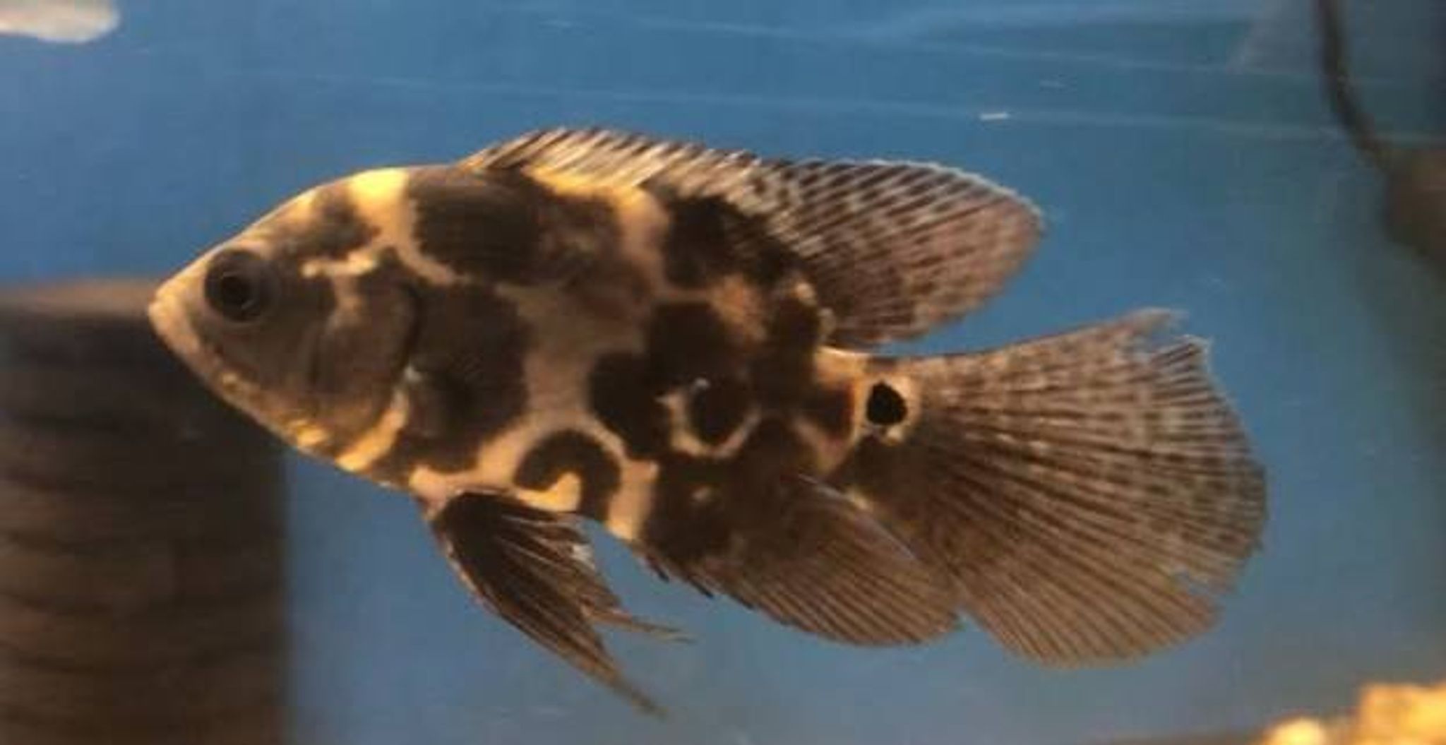 Black Tiger Oscar Long Tail