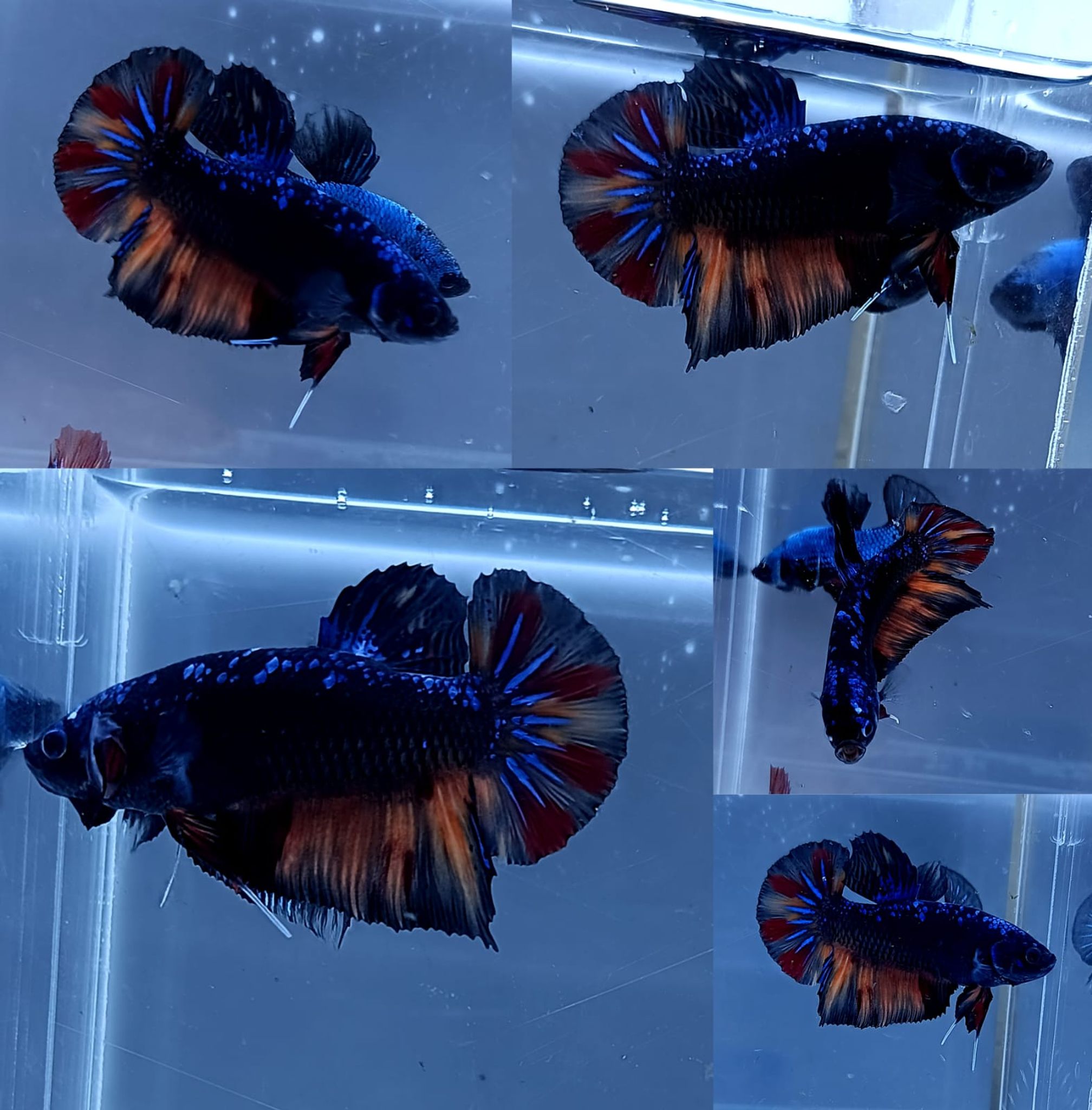Black Variant Avatar Giant Betta (Male)