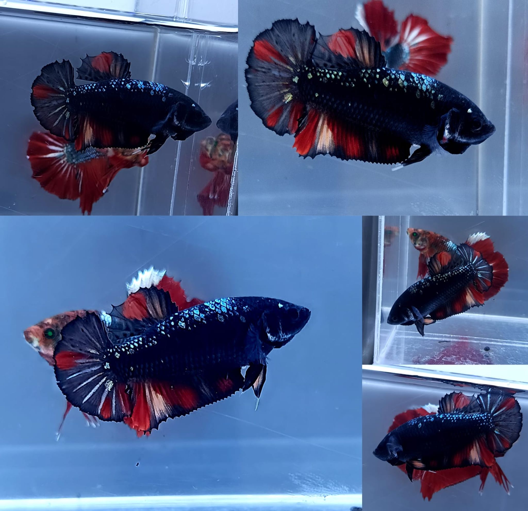 Black Variant Avatar Giant Betta (Male)