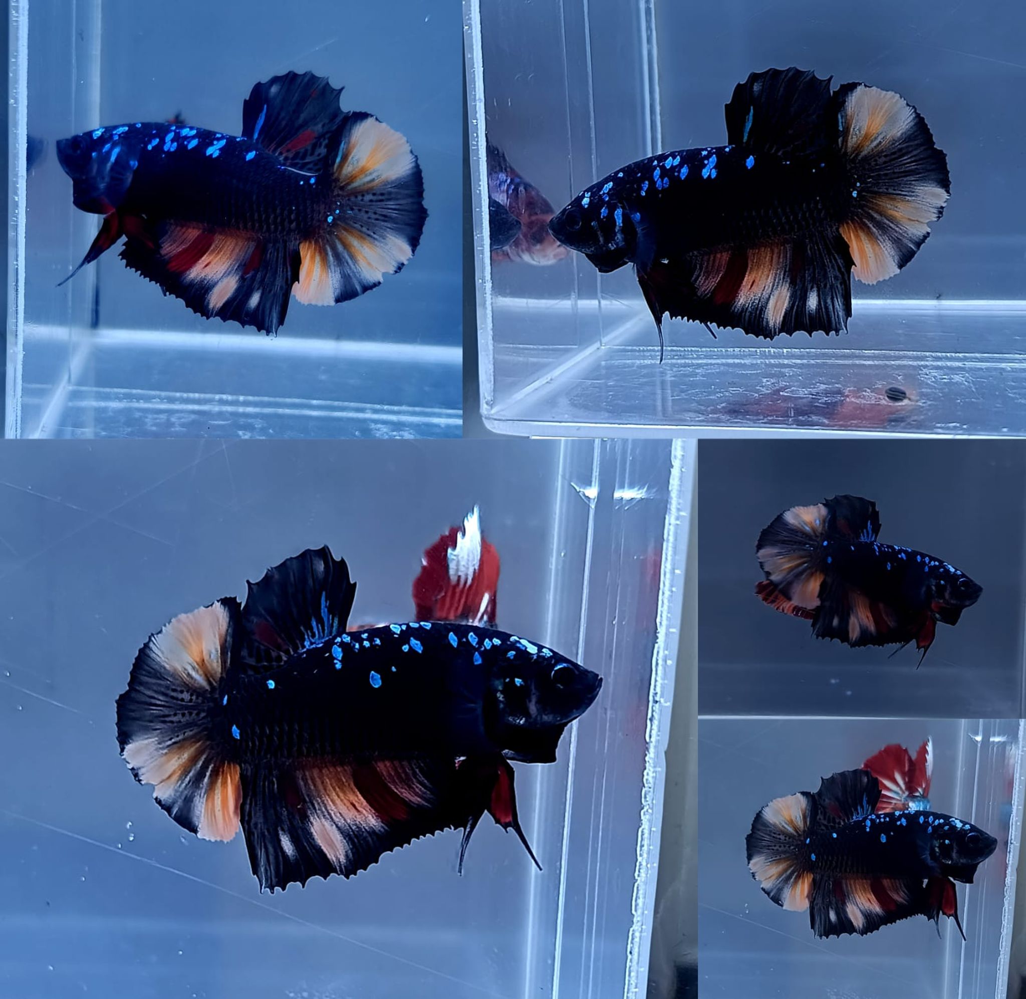 Black Variant Avatar Giant Betta (Male)