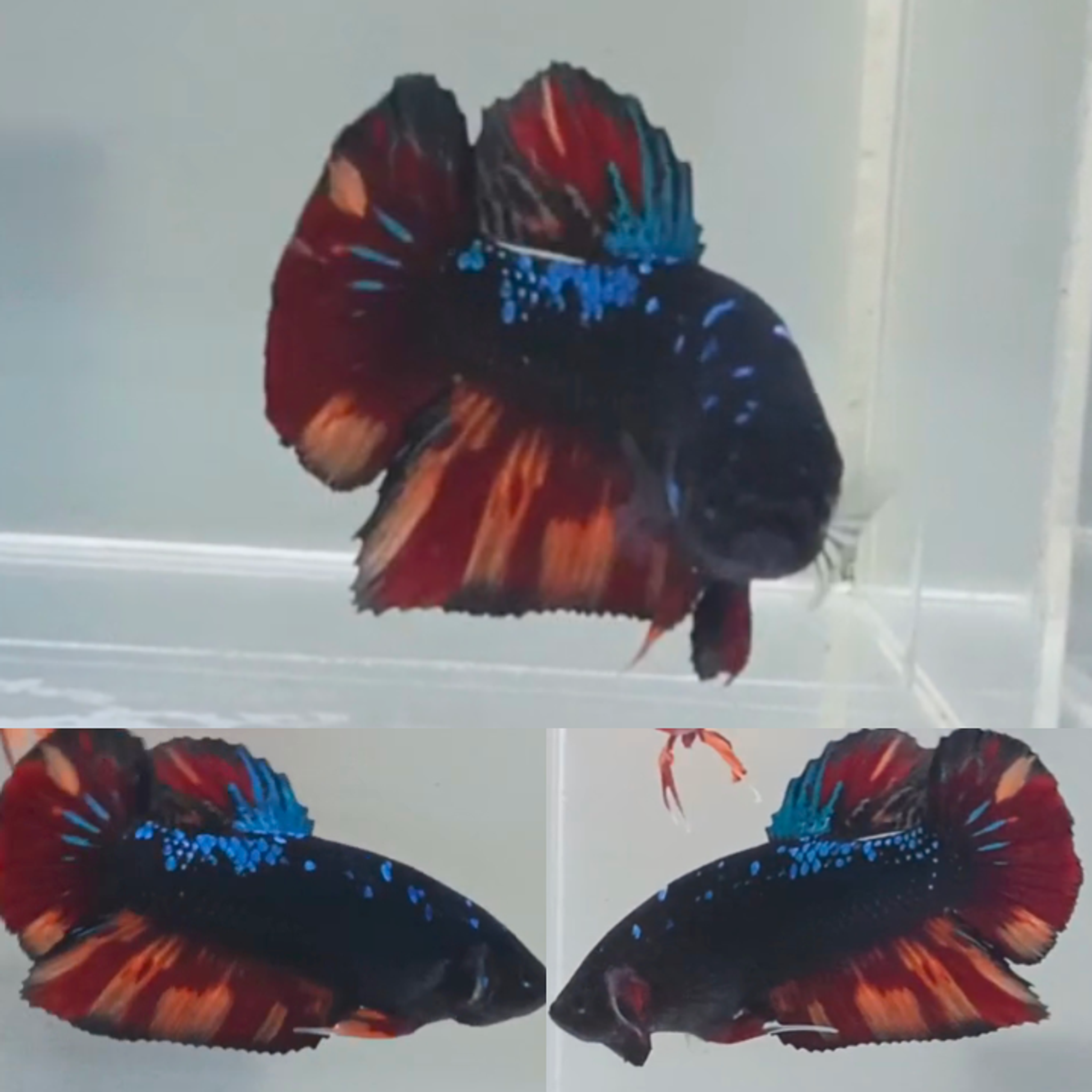 Black Variant Avatar Giant Betta (Male)