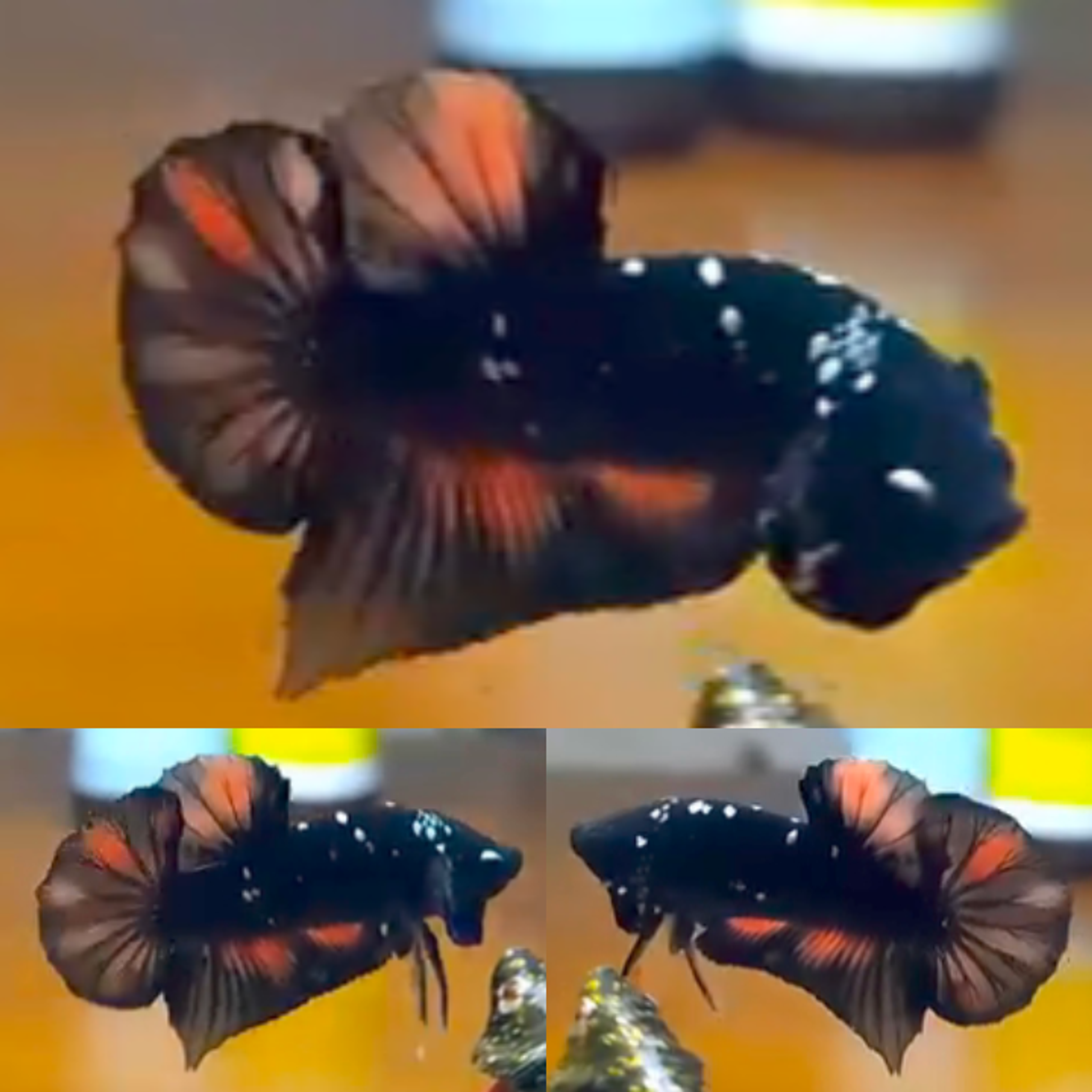 Black Variant Avatar HMPK Betta (Male)