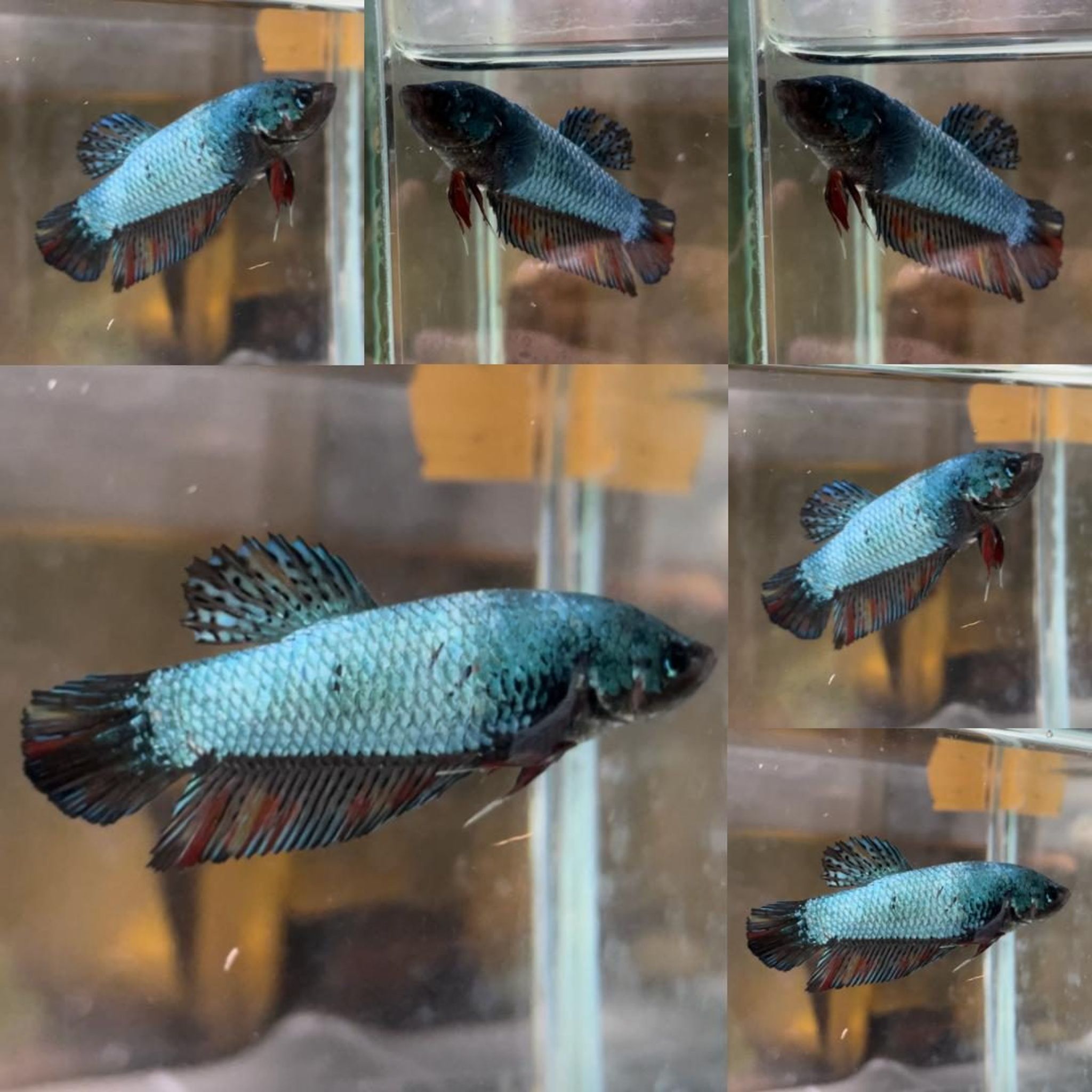 Black Variation Avatar Giant Betta (Female)