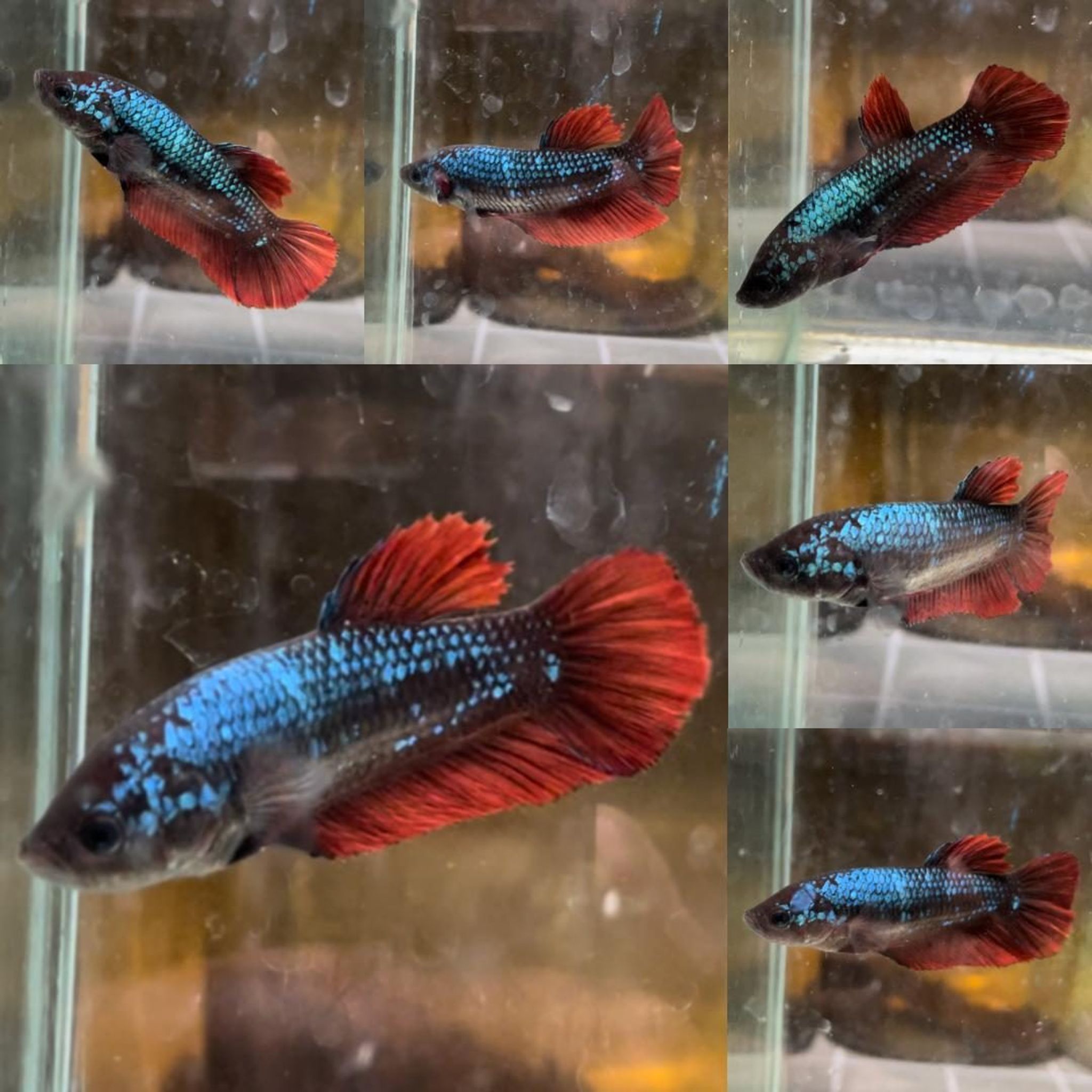 Black Variation Avatar Giant Betta (Female)