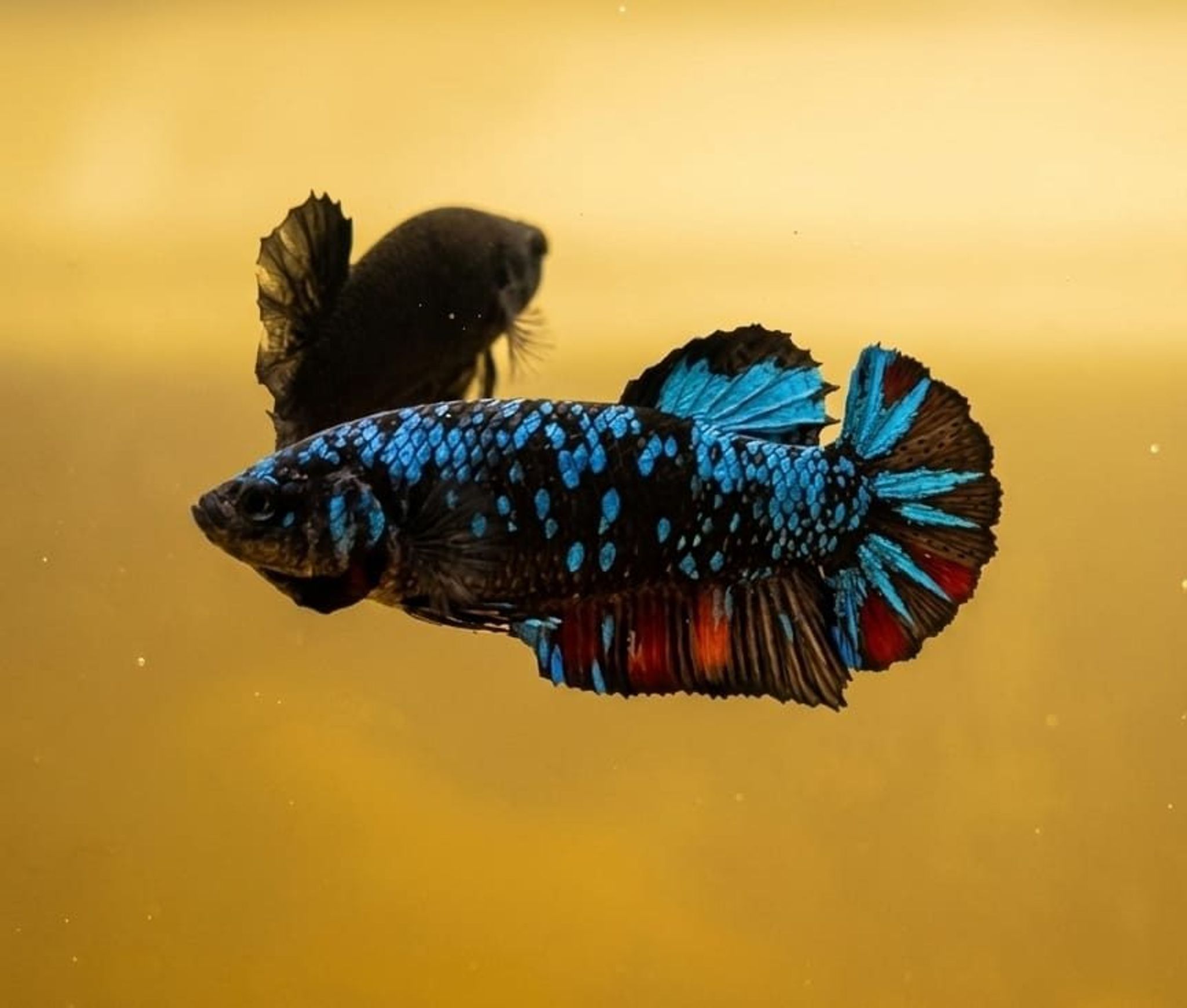 Black Variation Avatar Giant Betta (Female)