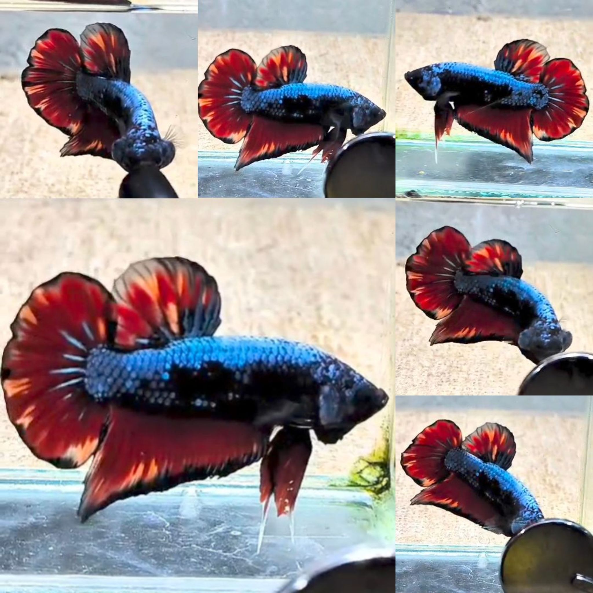 Black Variation Avatar Giant Betta (Male)