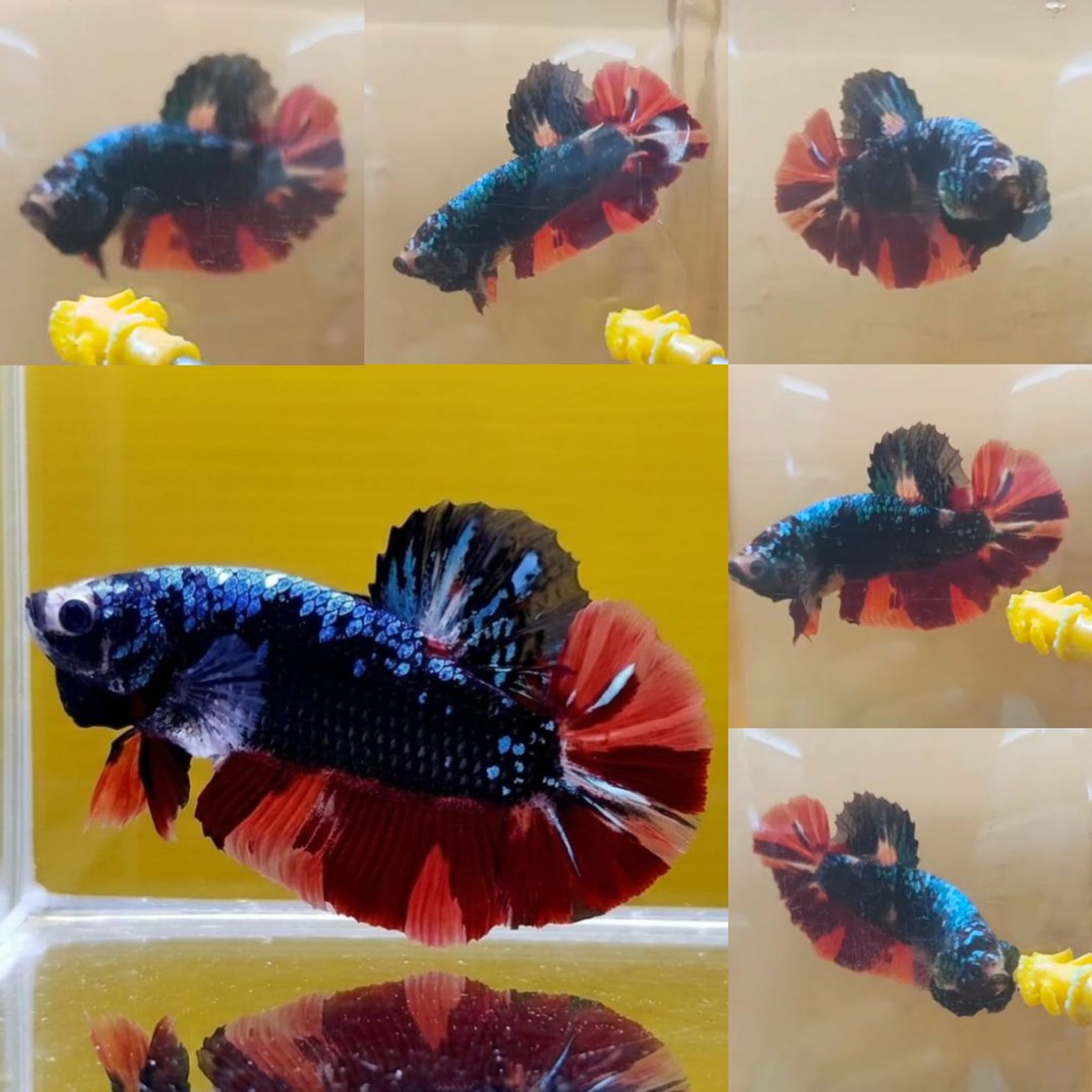 Black Variation Avatar Giant Betta (Male)