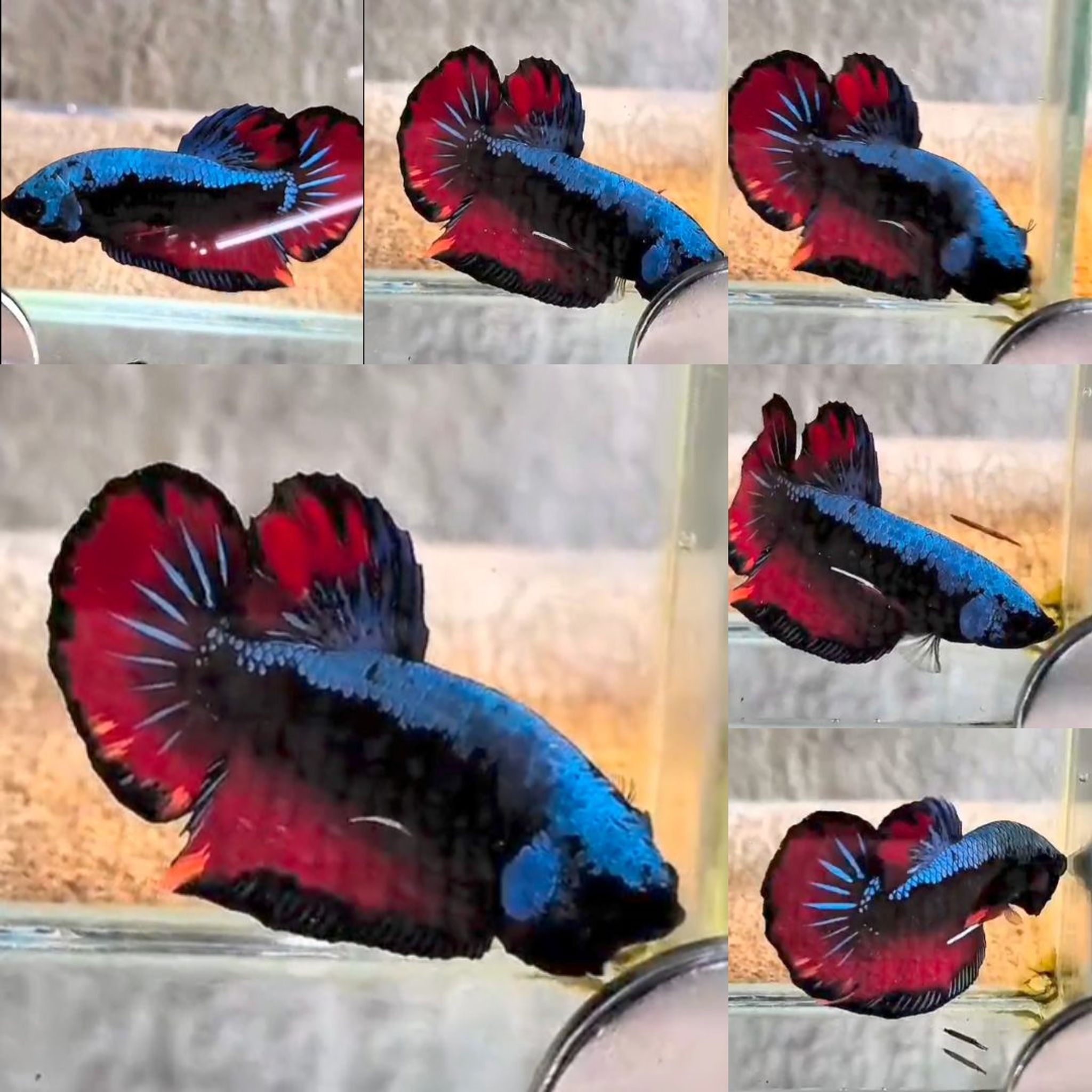 Black Variation Avatar Giant Betta (Male)