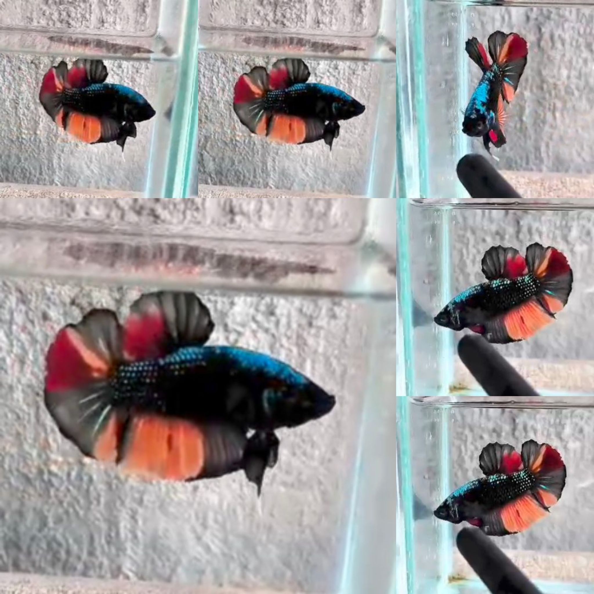 Black Variation Avatar Giant Betta (Male)