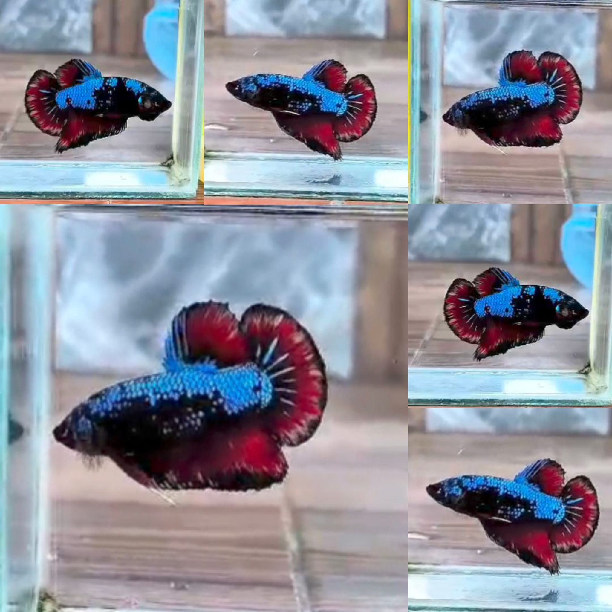 Black Variation Avatar Giant Betta (Male)