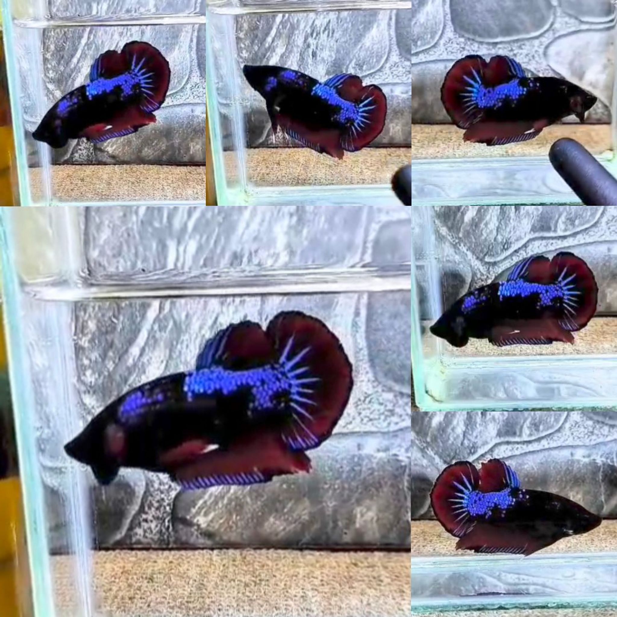 Black Variation Avatar Giant Betta (Male)