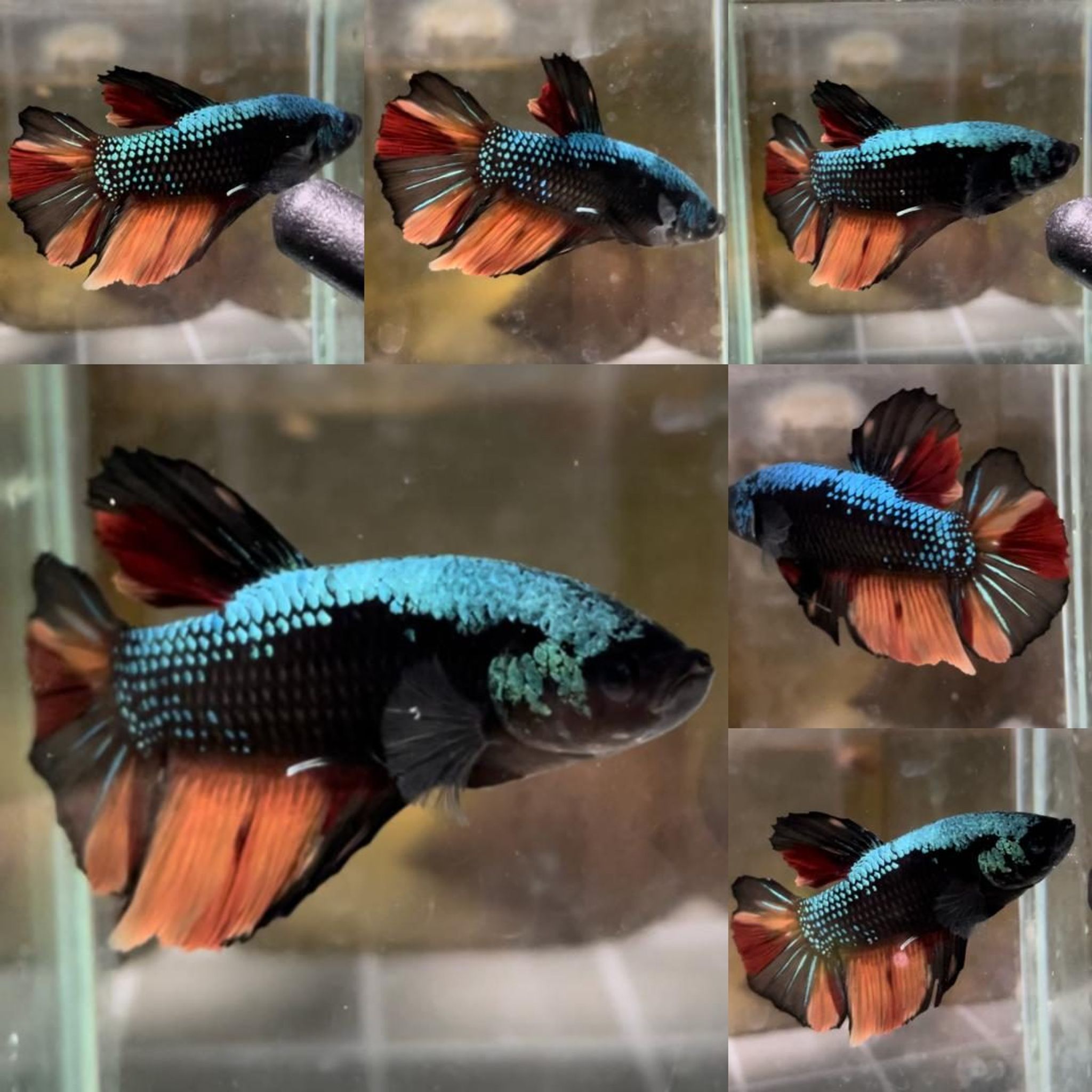 Black Variation Avatar Giant Betta (Male)