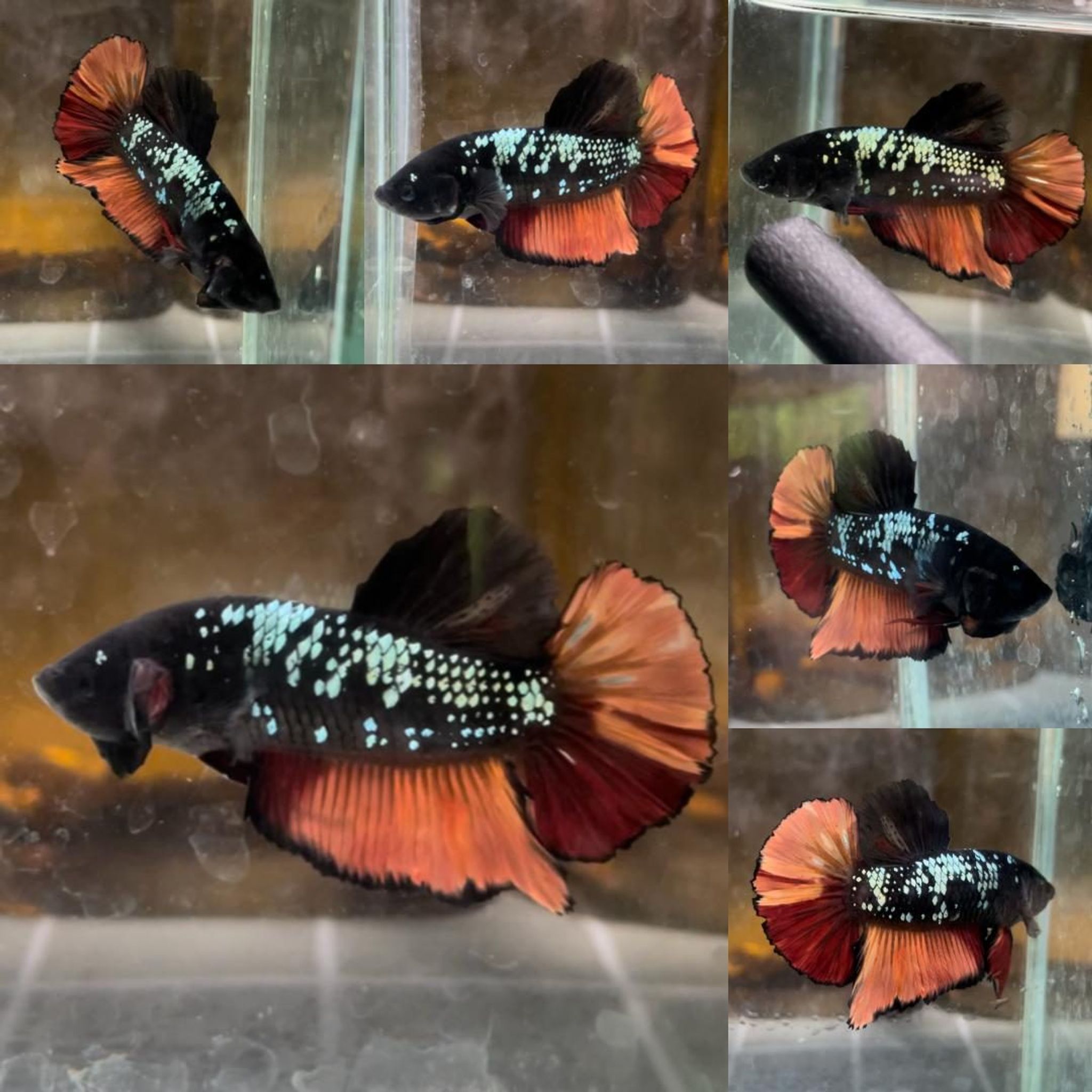 Black Variation Avatar Giant Betta (Male)