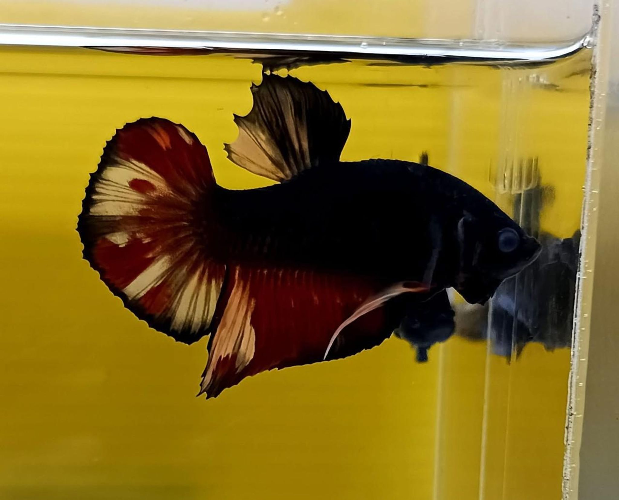 Black Variation Avatar Giant Betta (Male)