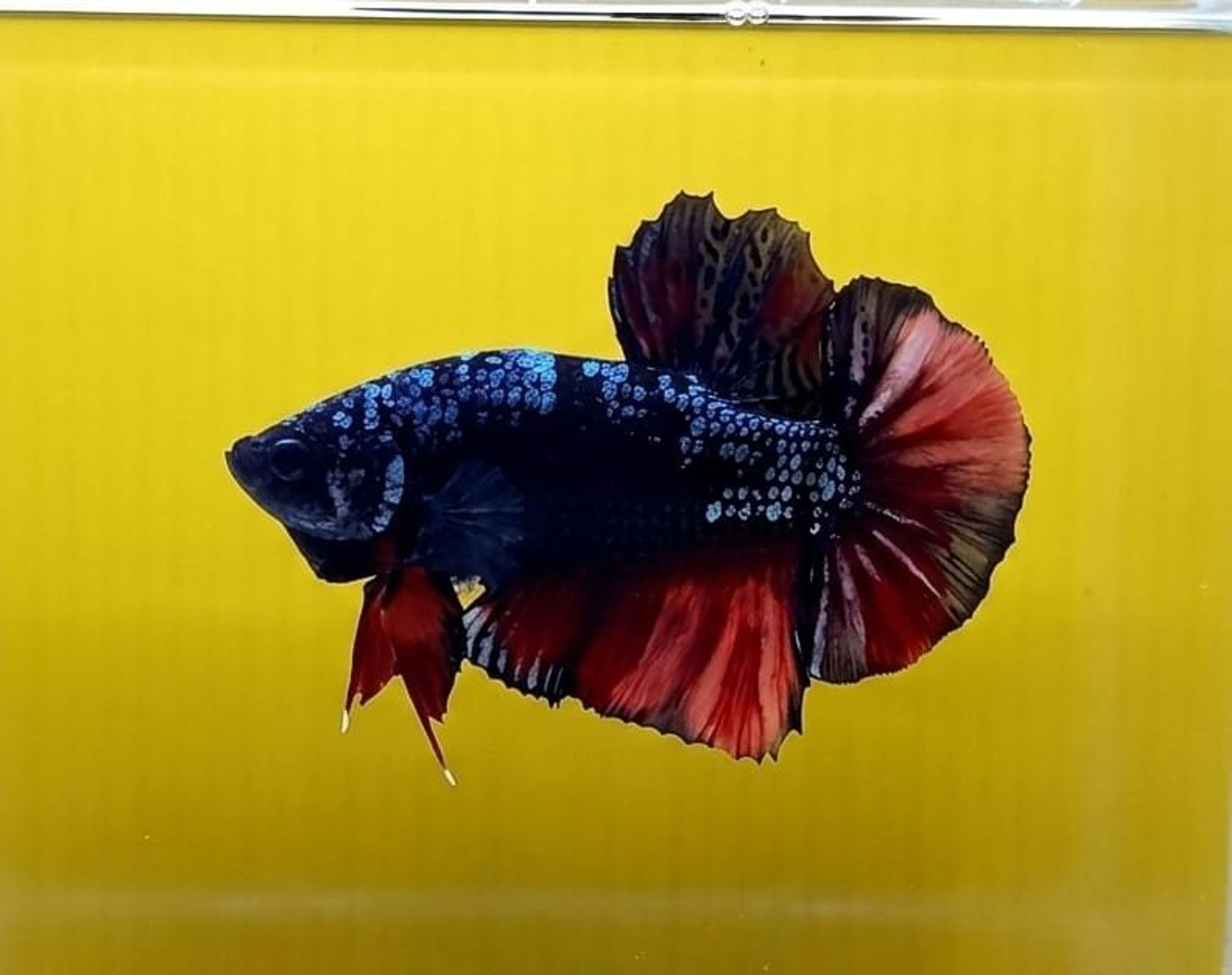 Black Variation Avatar Giant Betta (Male)