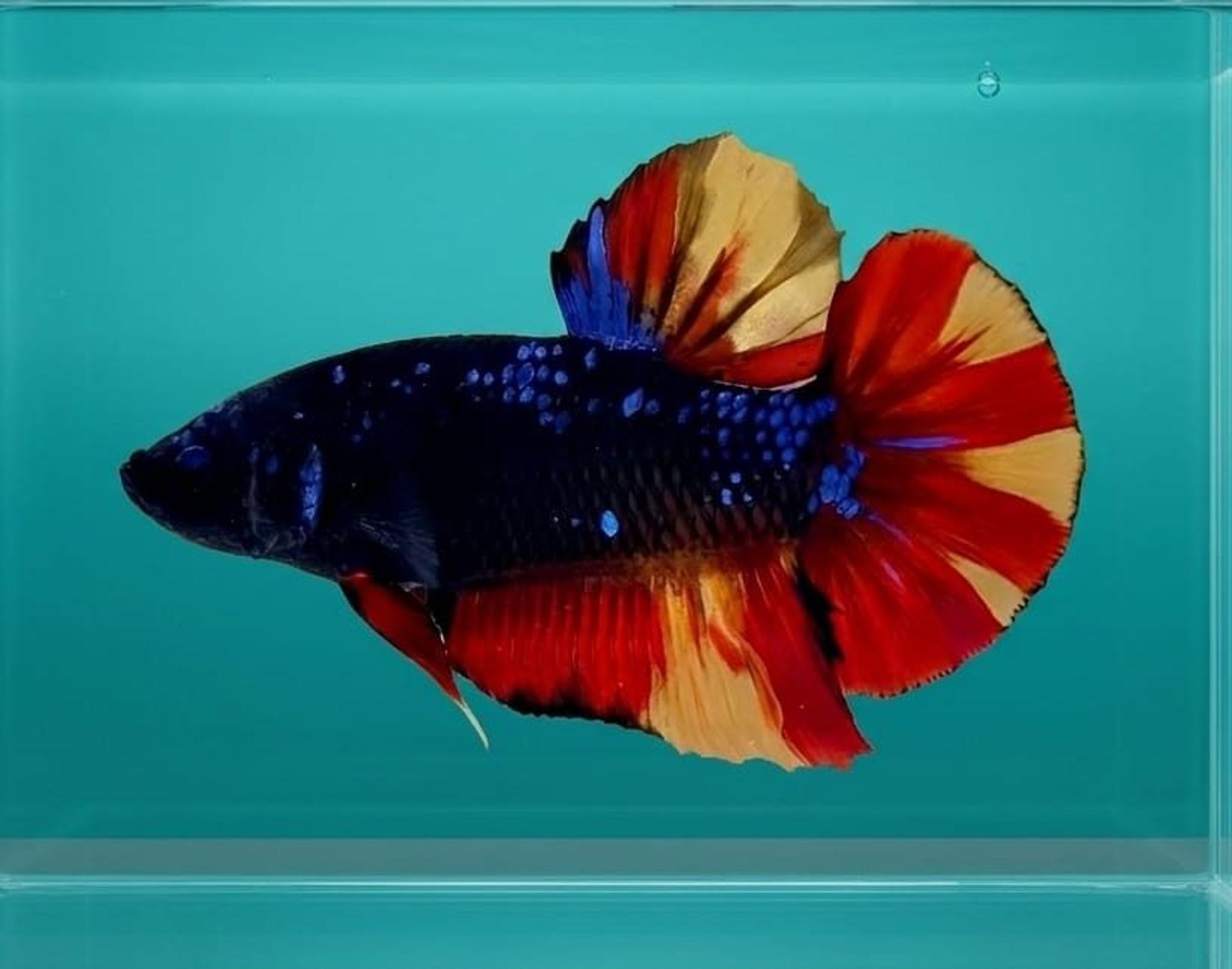 Black Variation Avatar Giant Betta (Male)