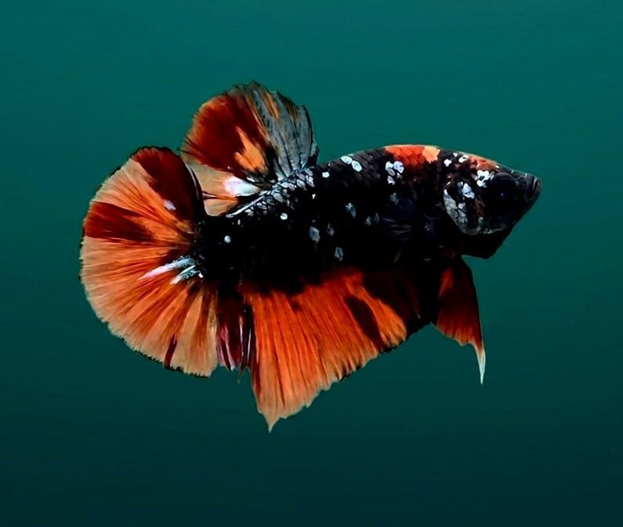 Black Variation Avatar Giant Betta (Male)