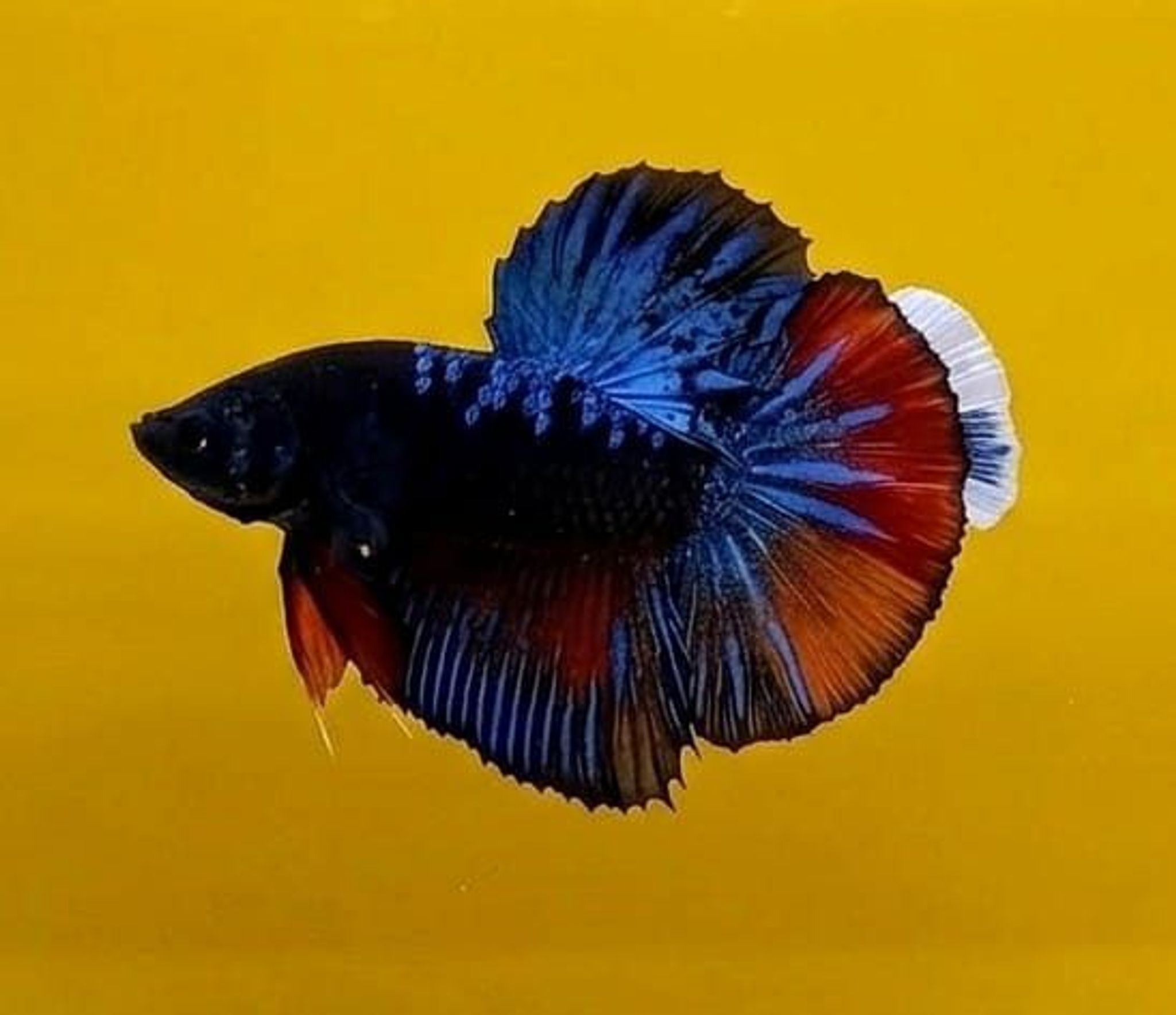 Black Variation Avatar Giant Betta (Male)