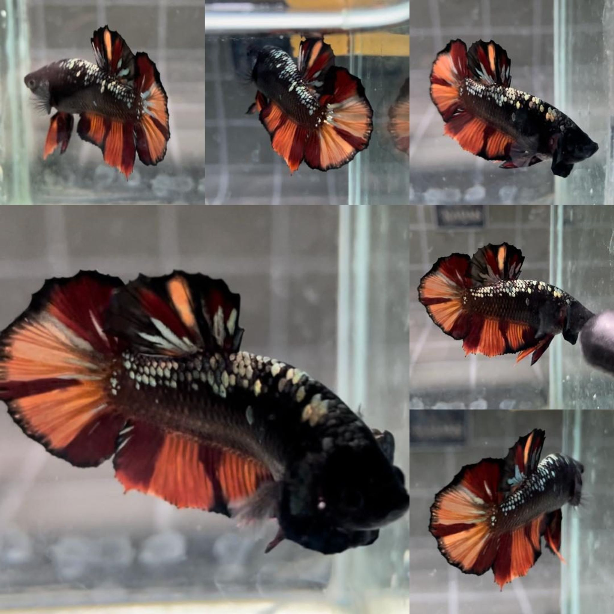 Black Variation Avatar HMPK Betta (Male)