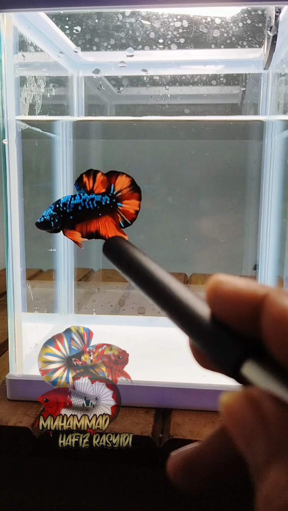 Black Variation