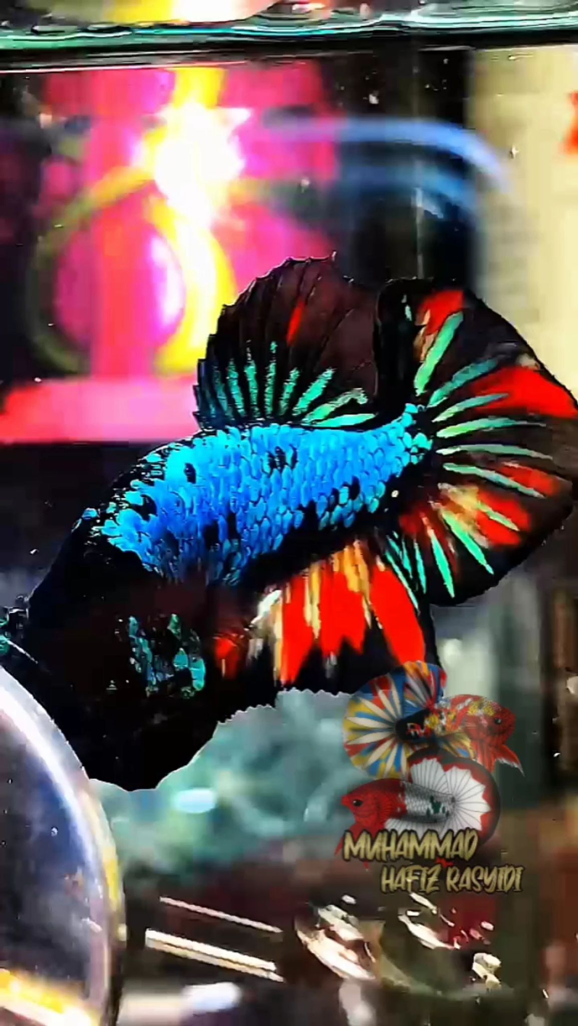 Black Variation
