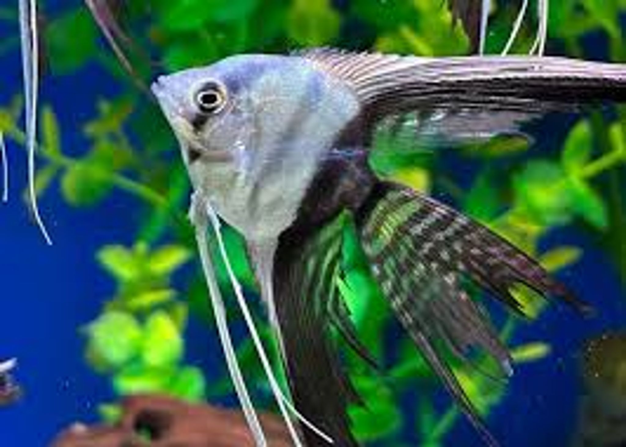 Black White Angelfish