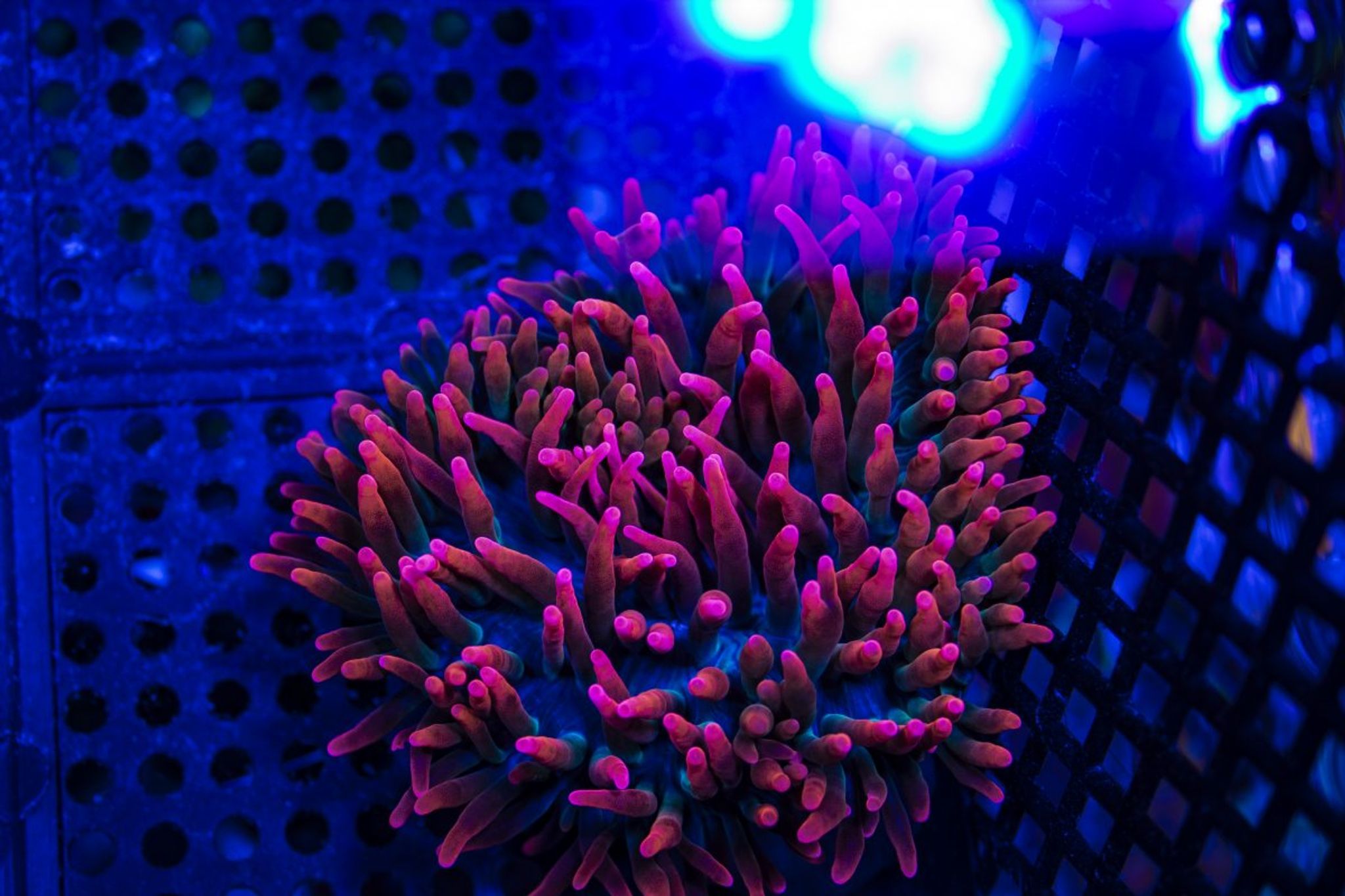 Black Widow Bubble tip Anemone