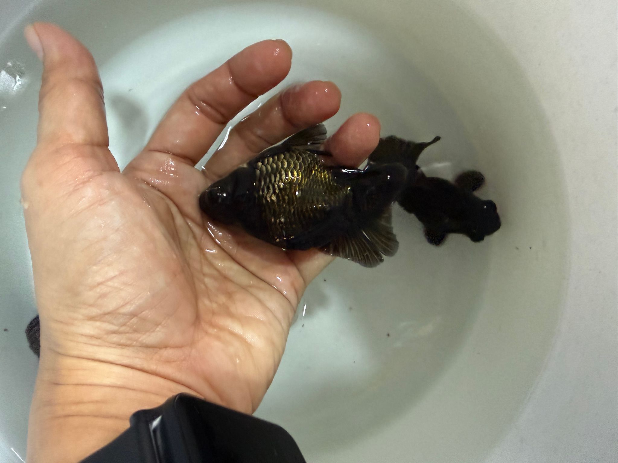 Black butterfly goldfish