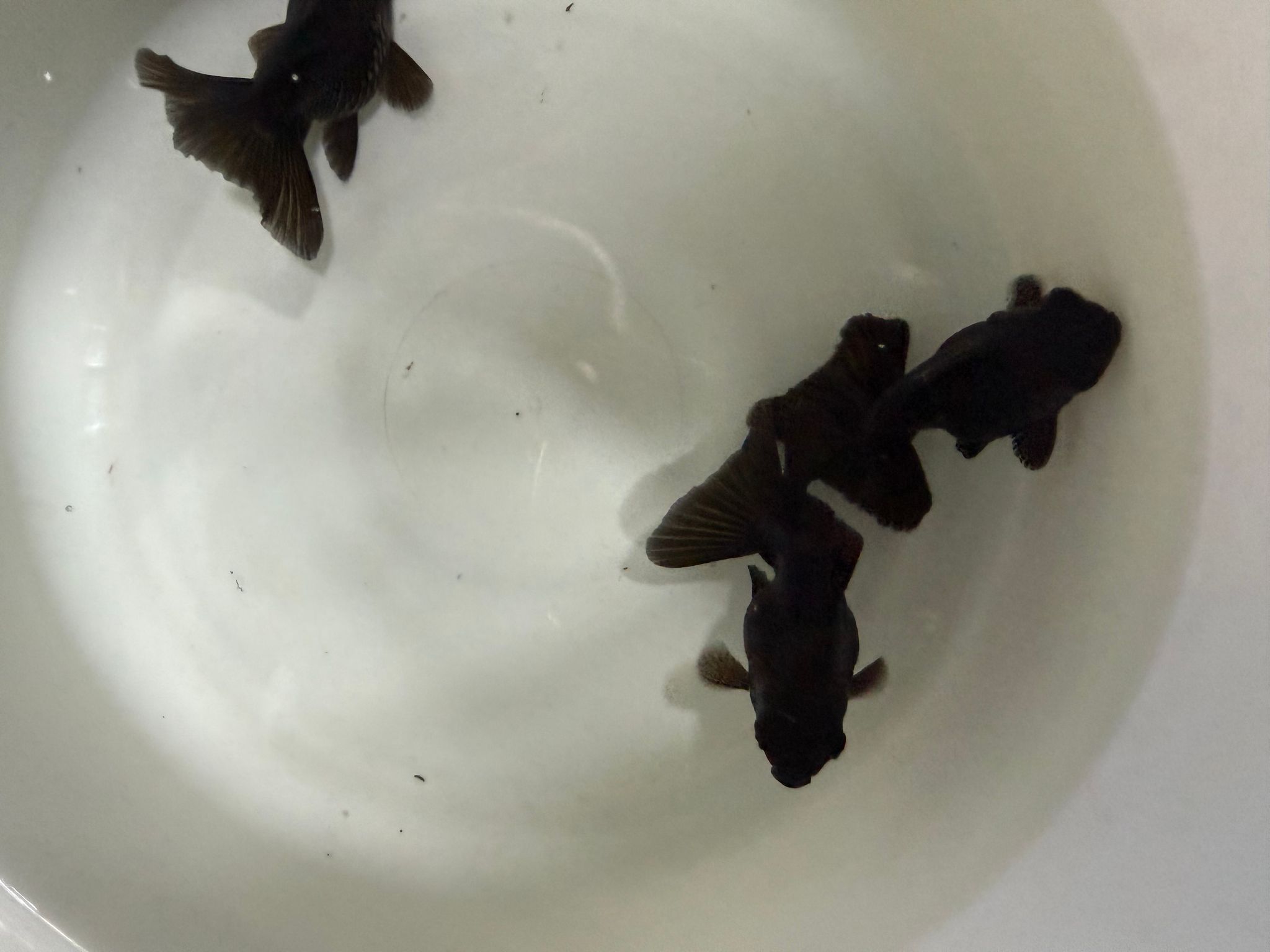 Black butterfly goldfish