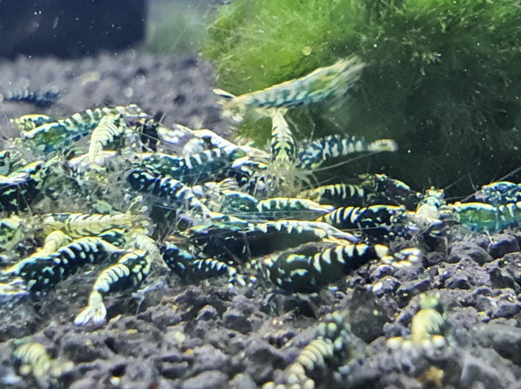 Black galaxy shrimp 1cm