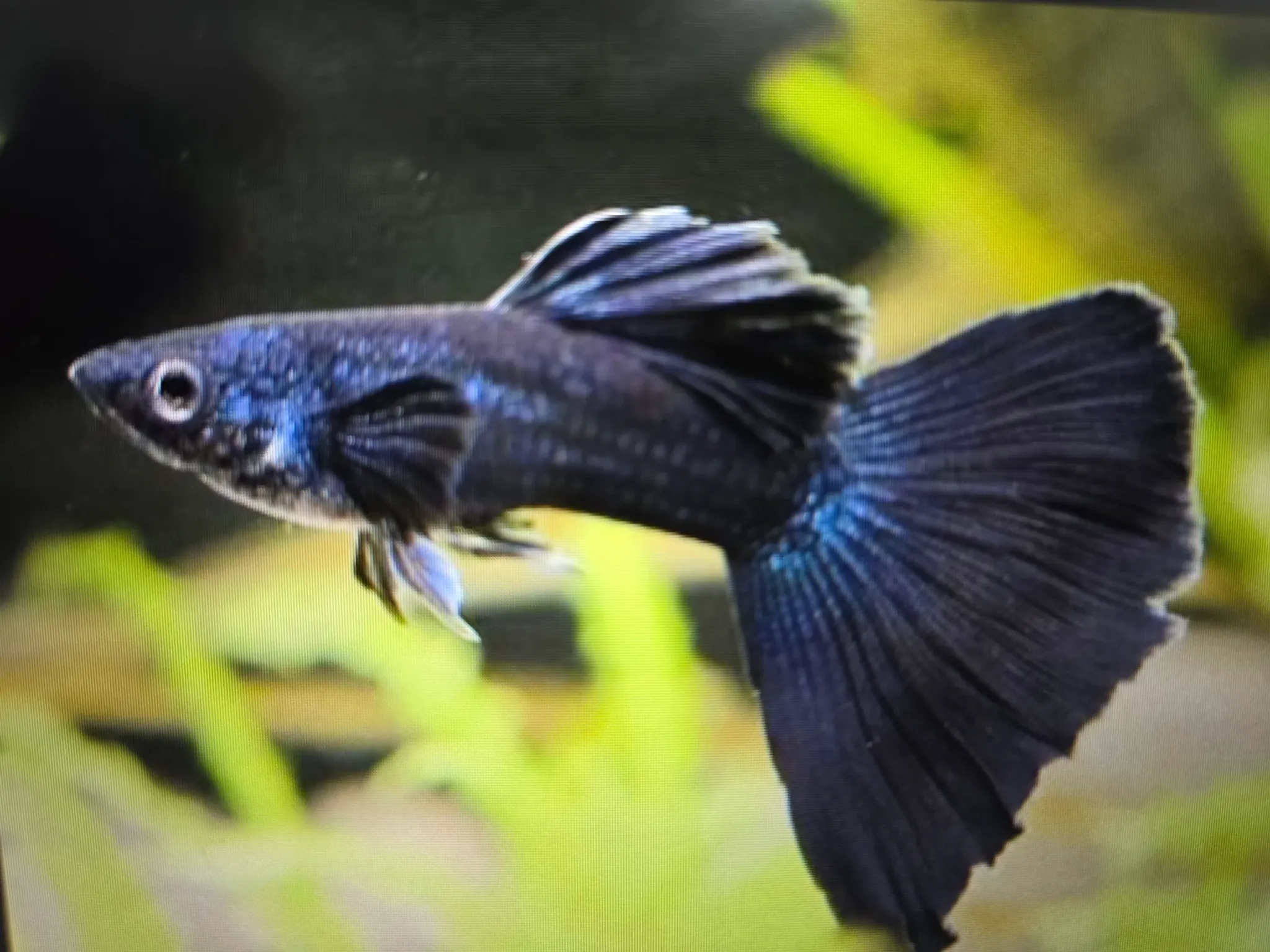 Black moscow guppy 3cm pair