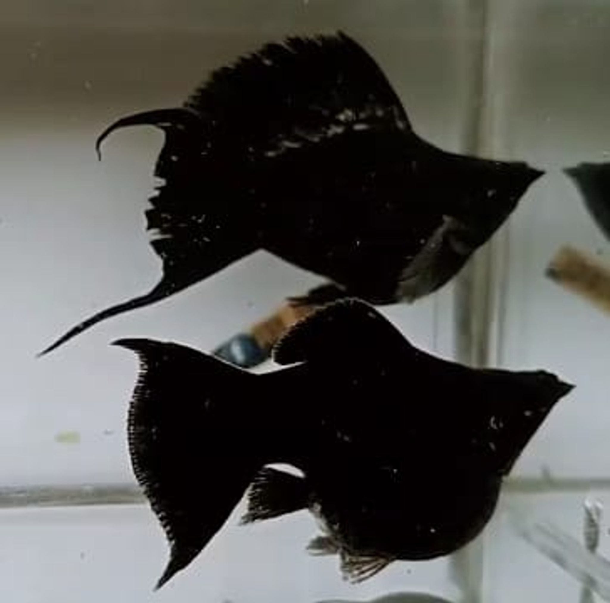 Black sailfin ballon molly ( pair )