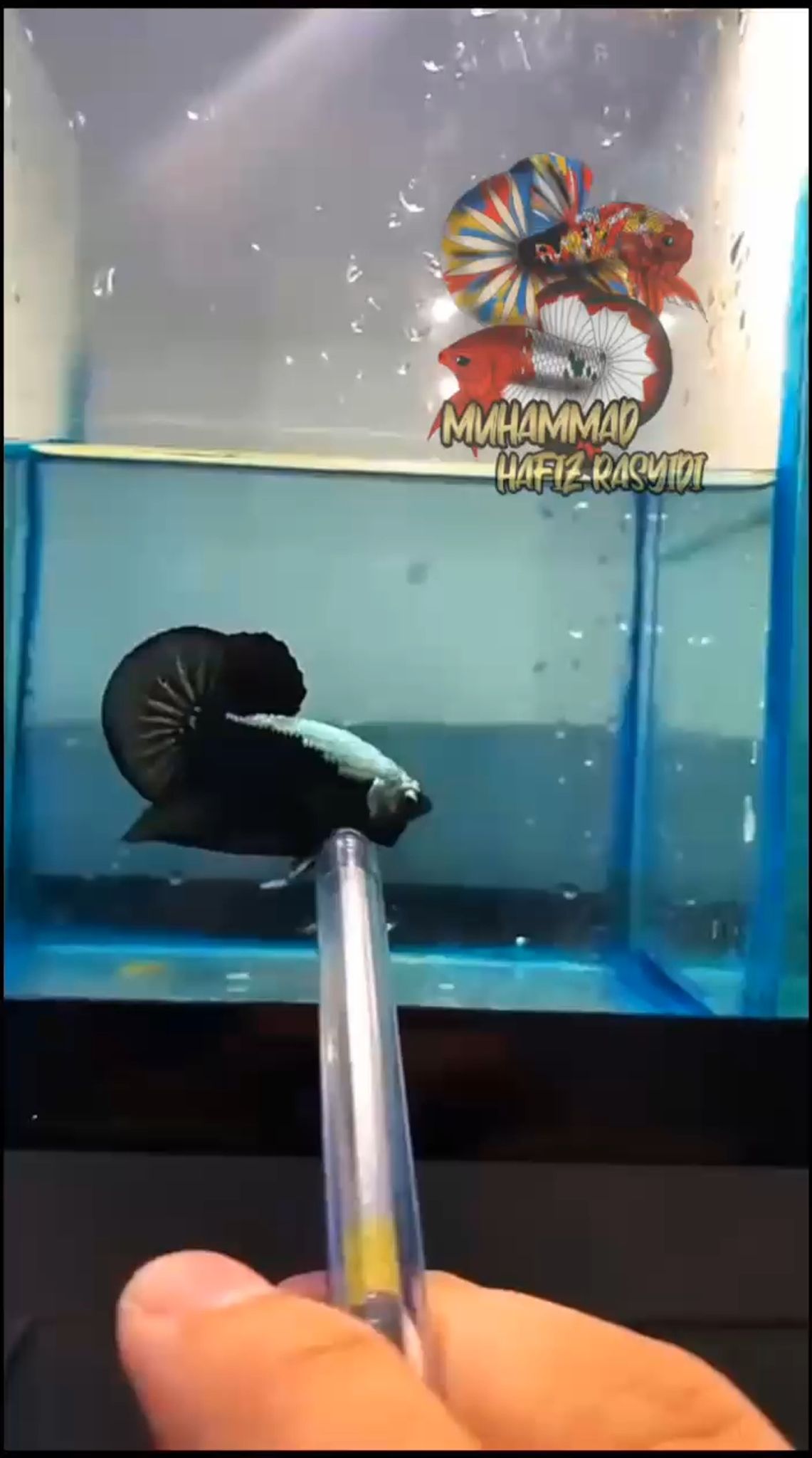 Black samurai