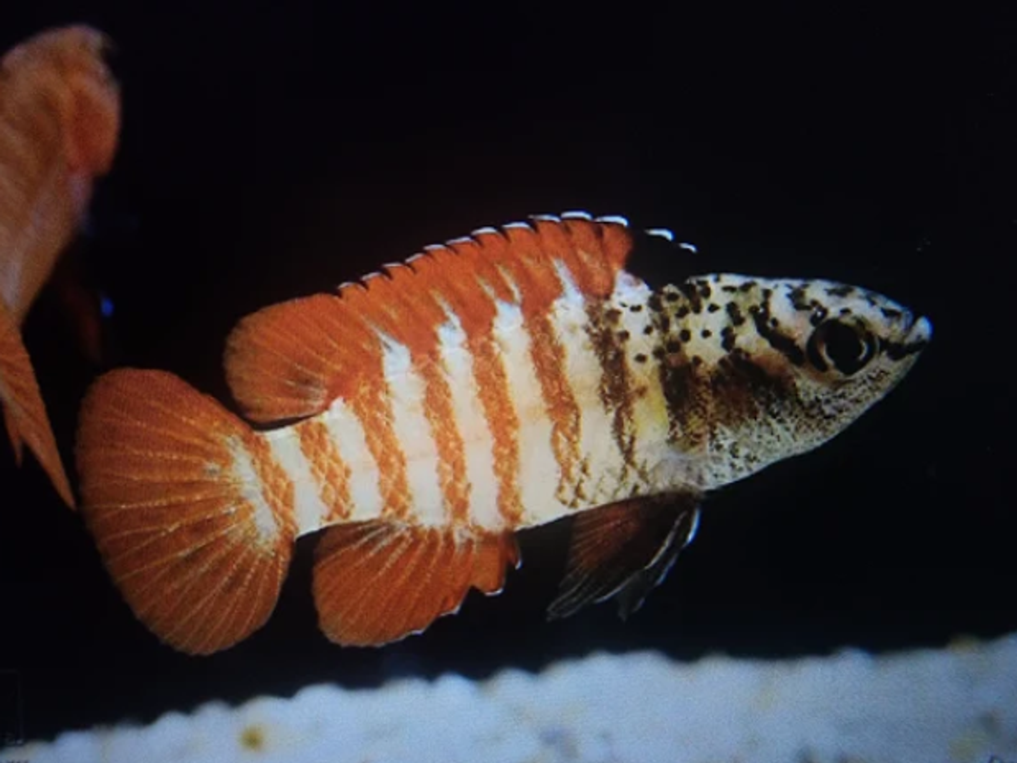 Black tiger dario 2cm