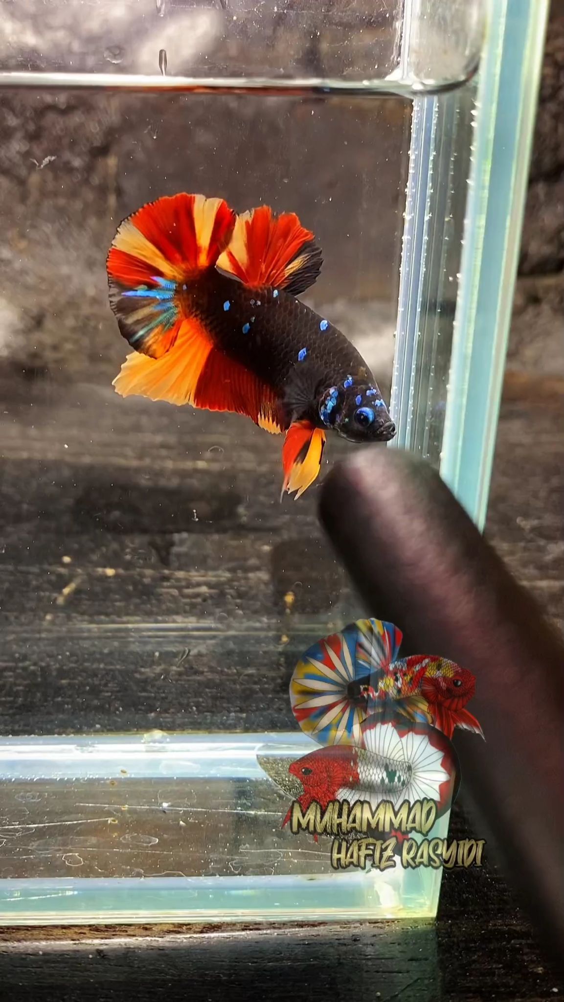 Black variation