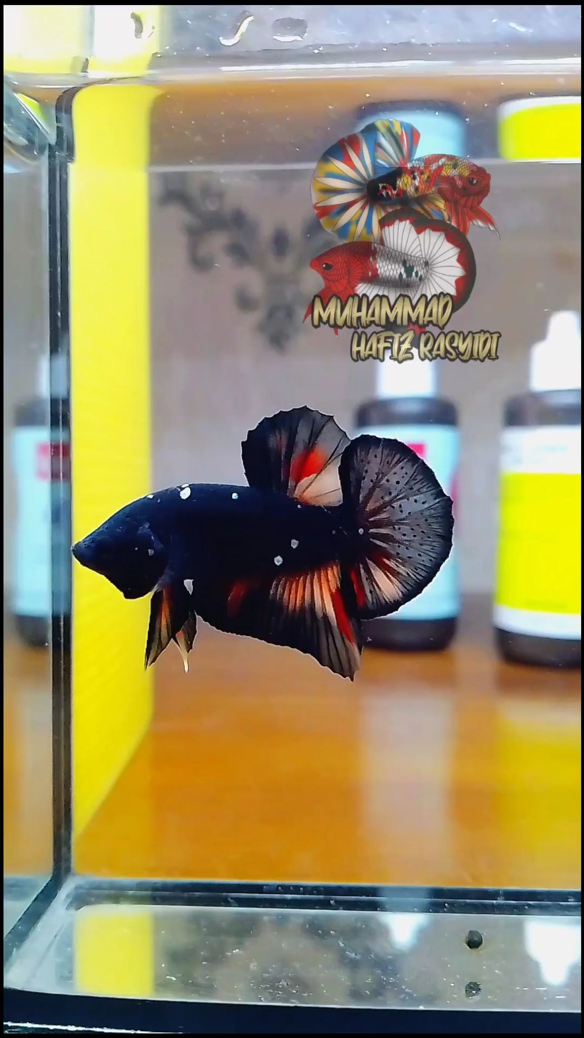 Black variation