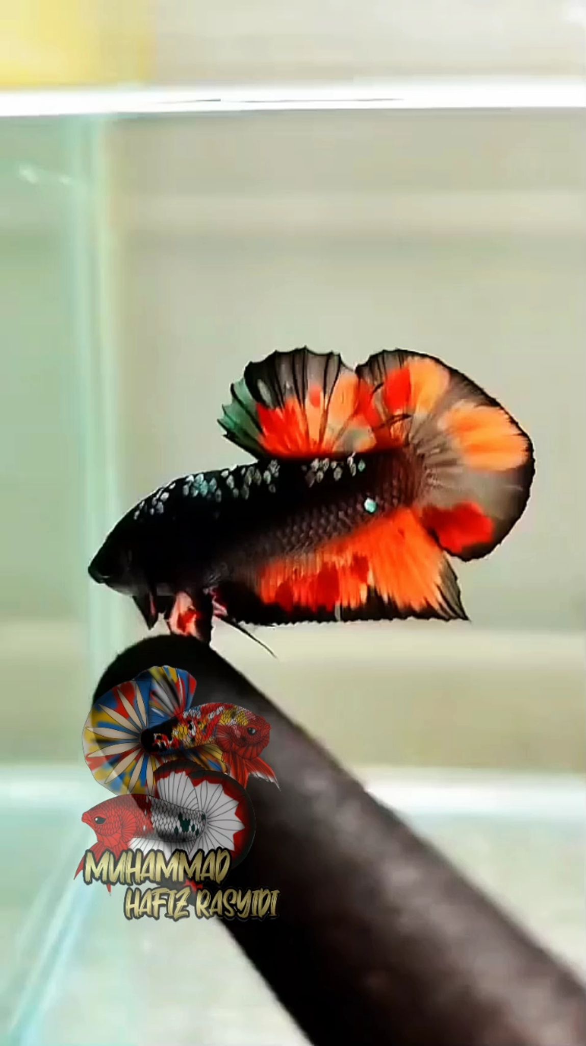 Black variation