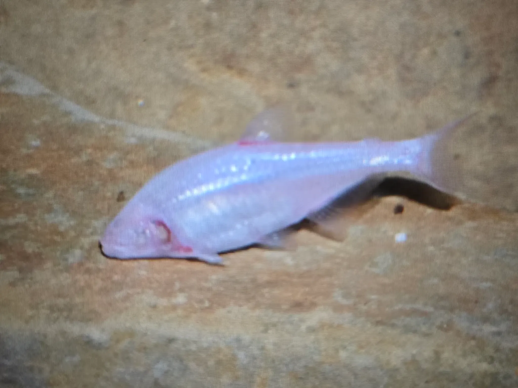 Blind cave tetra 3cm