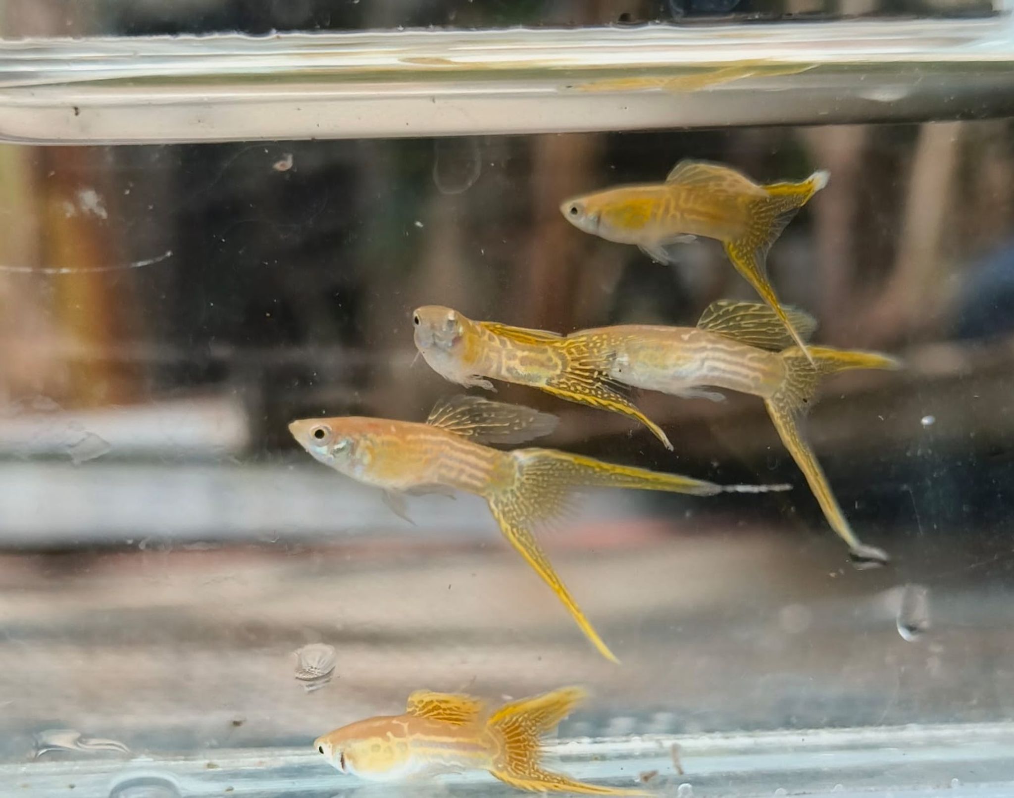 Blode Yellow Cobra Guppy Pair