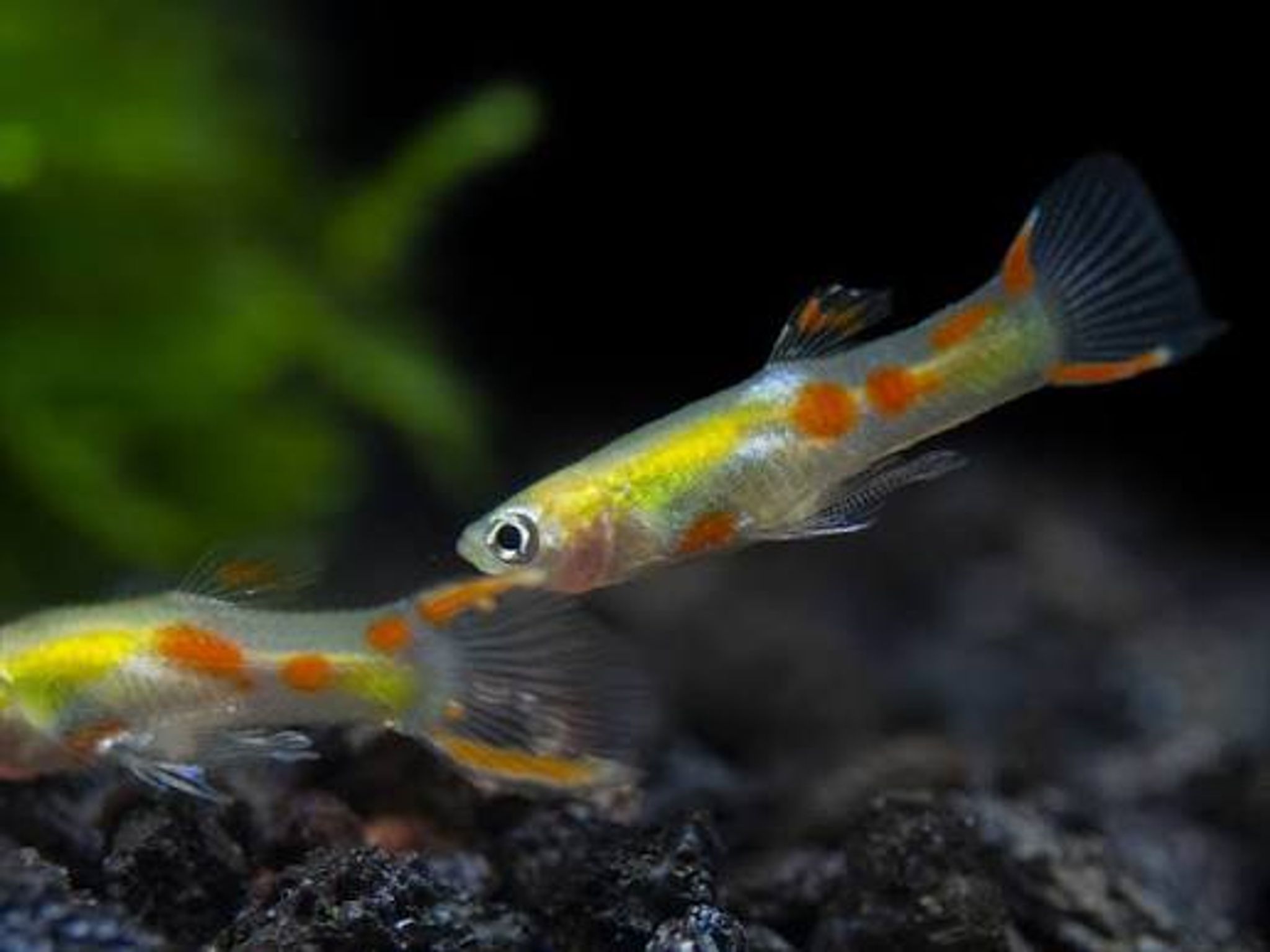 Blonde Red Star Endler Guppy