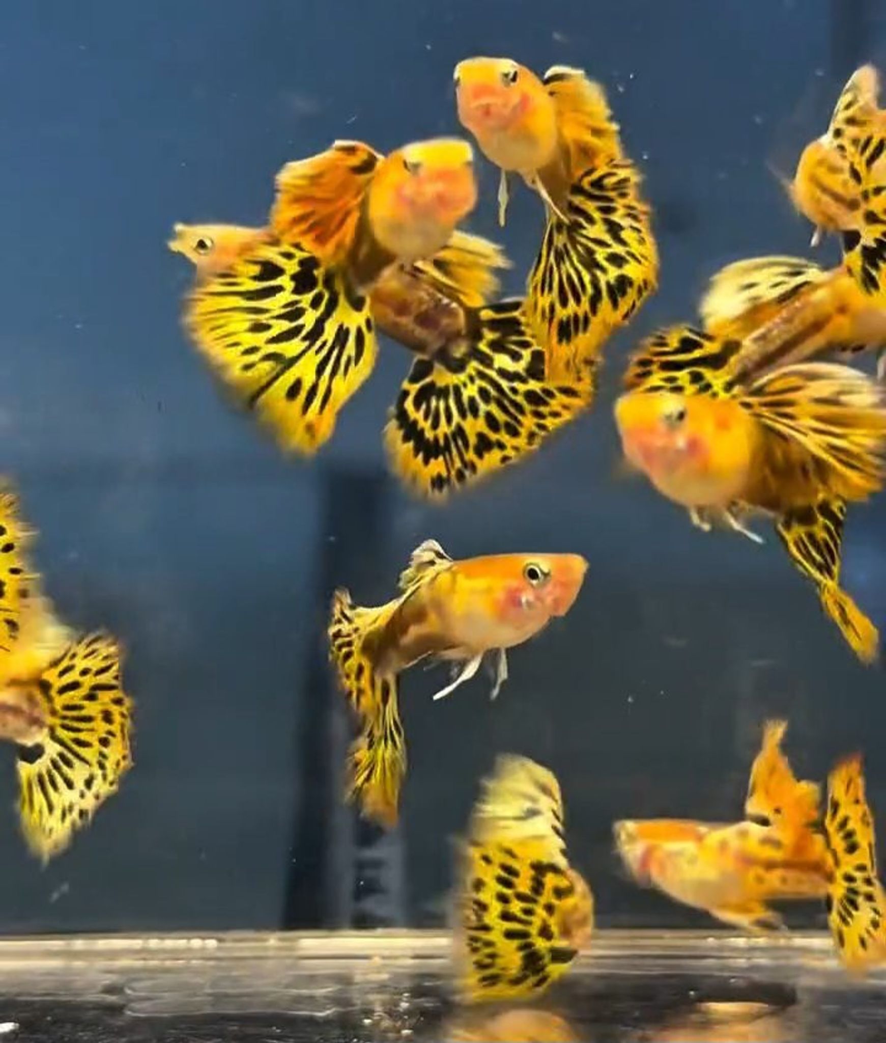 Blonde Yellow Mozaik