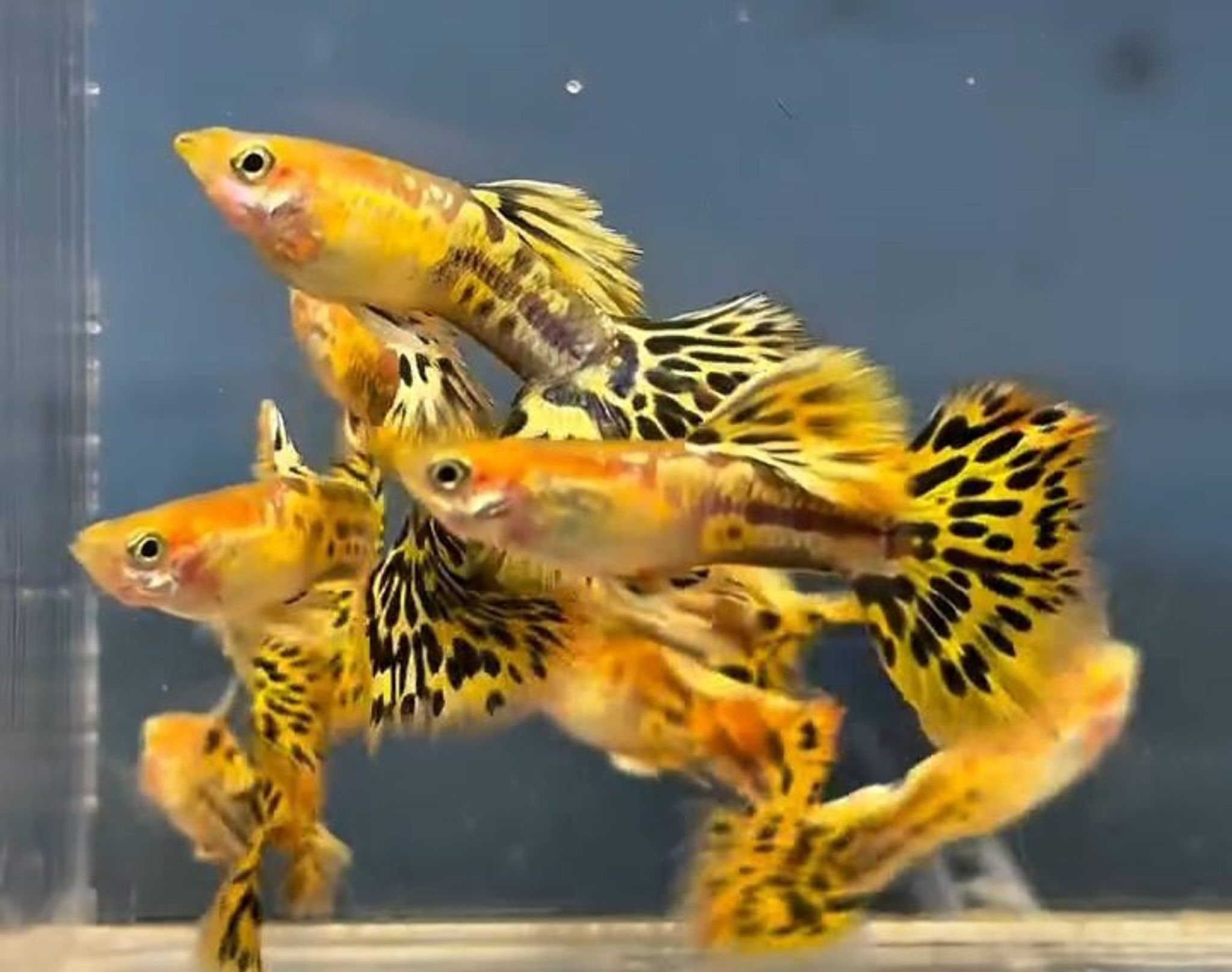 Blonde Yellow Mozaik