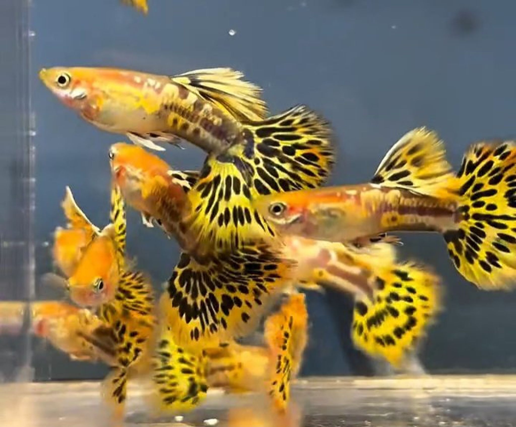Blonde Yellow Mozaik