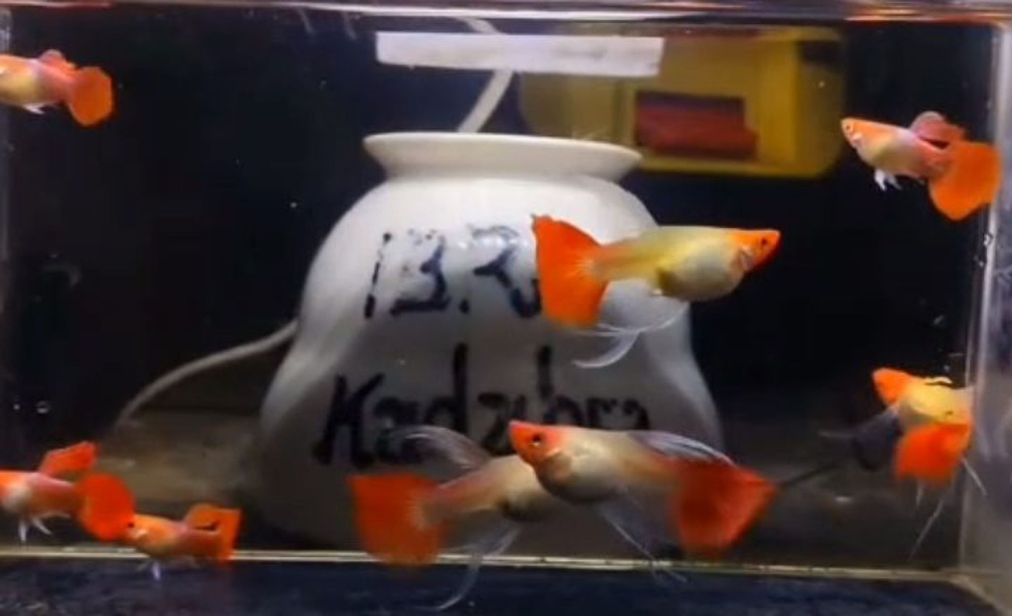 Blonde koi guppy