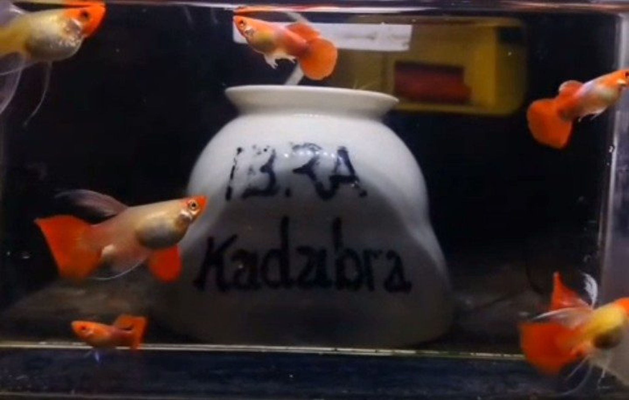 Blonde koi guppy