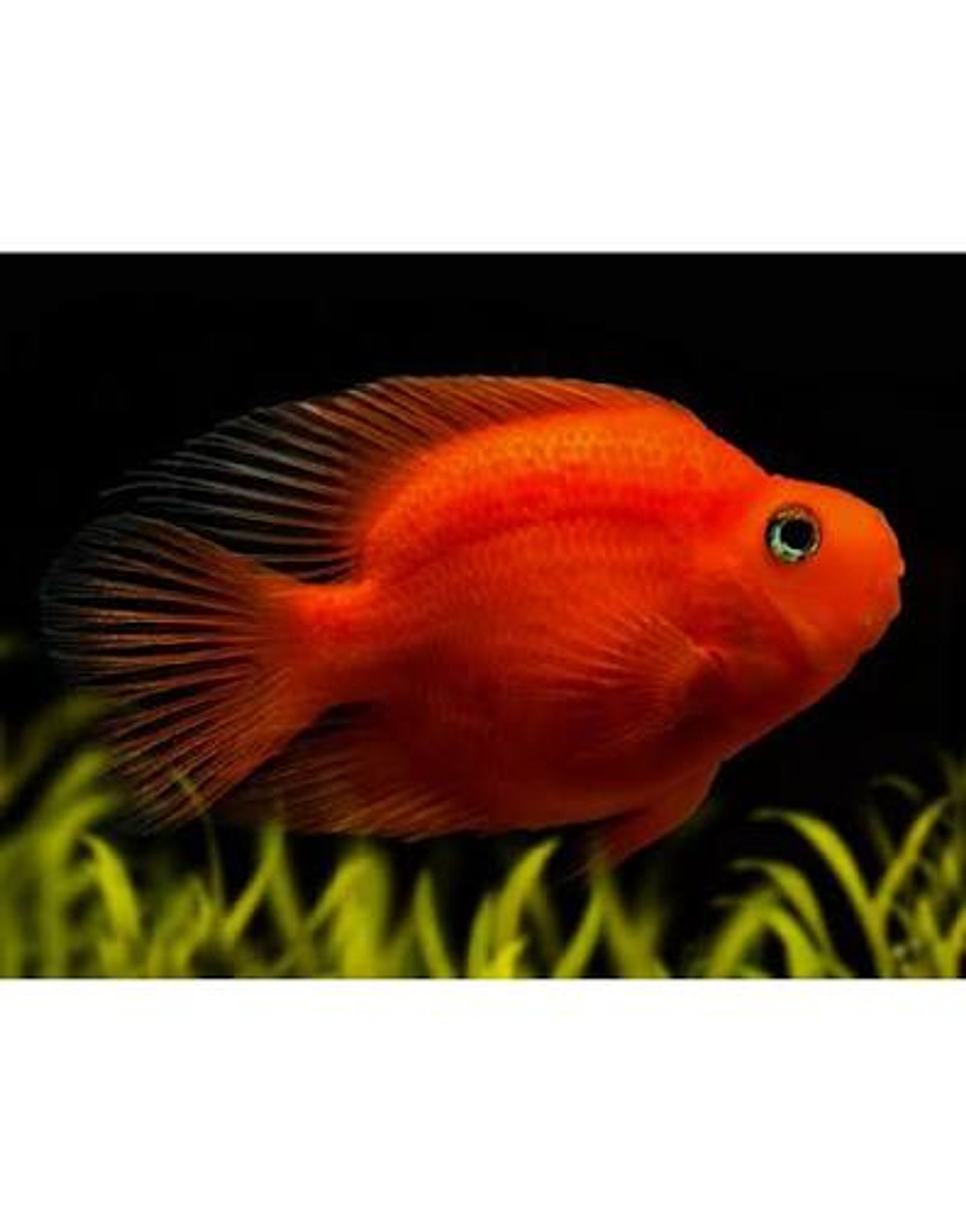 Blood Parrot Fish