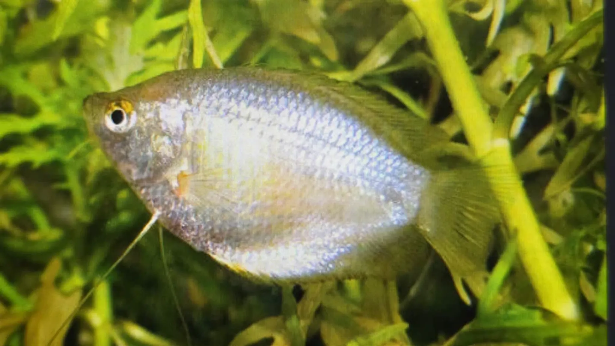 Blood Red Dwarf Gourami 3cm